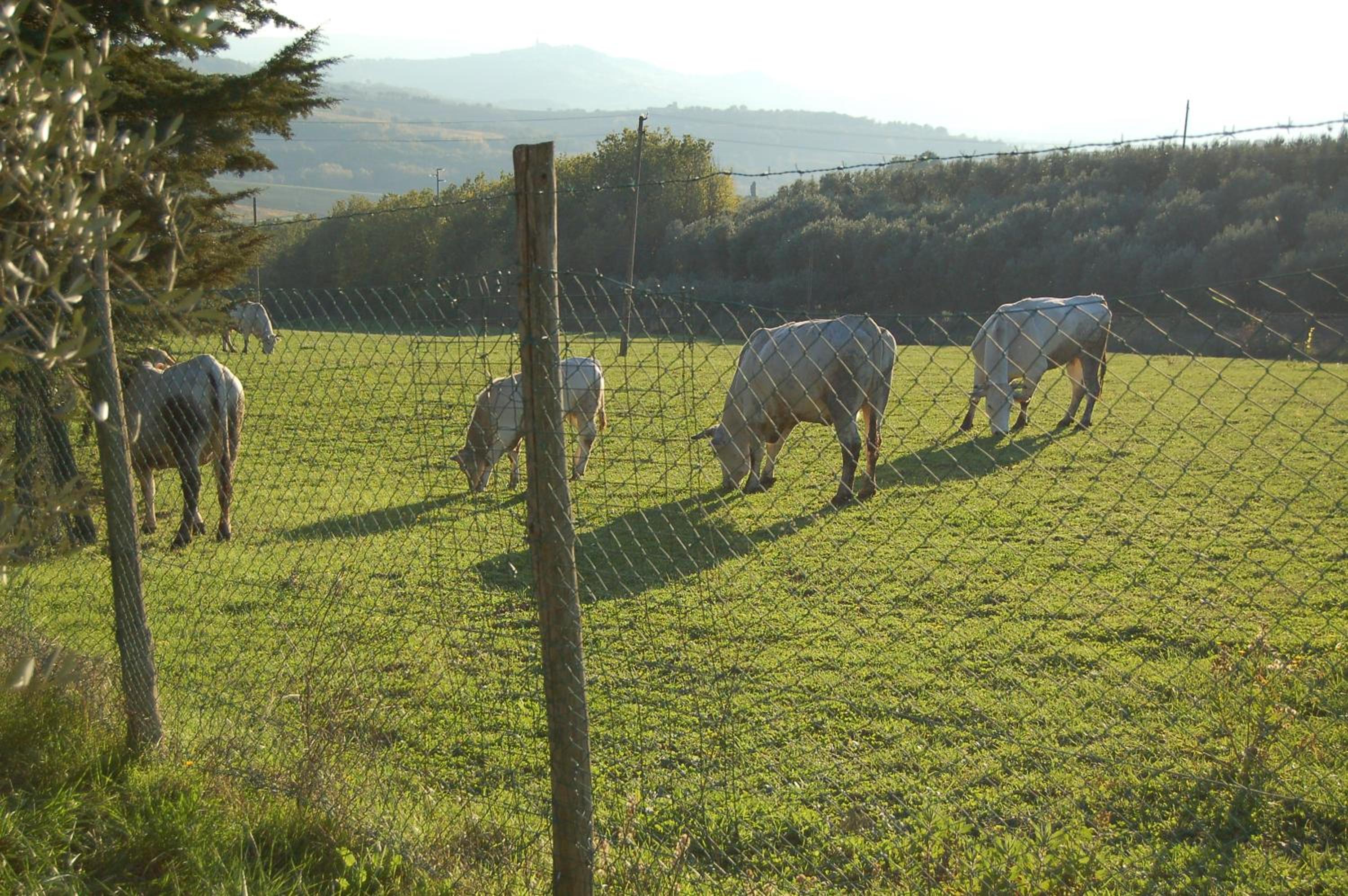 Agriturismo Casale Dei Frontini