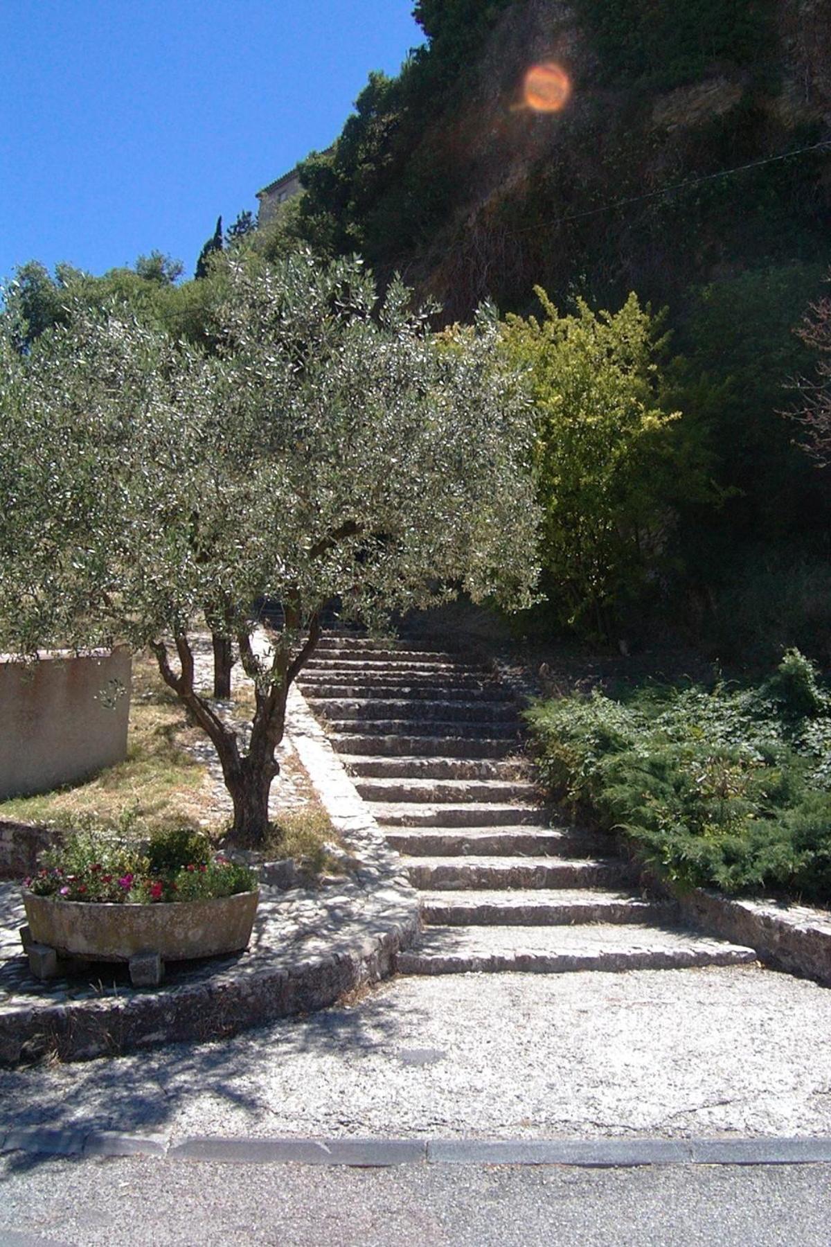 garden