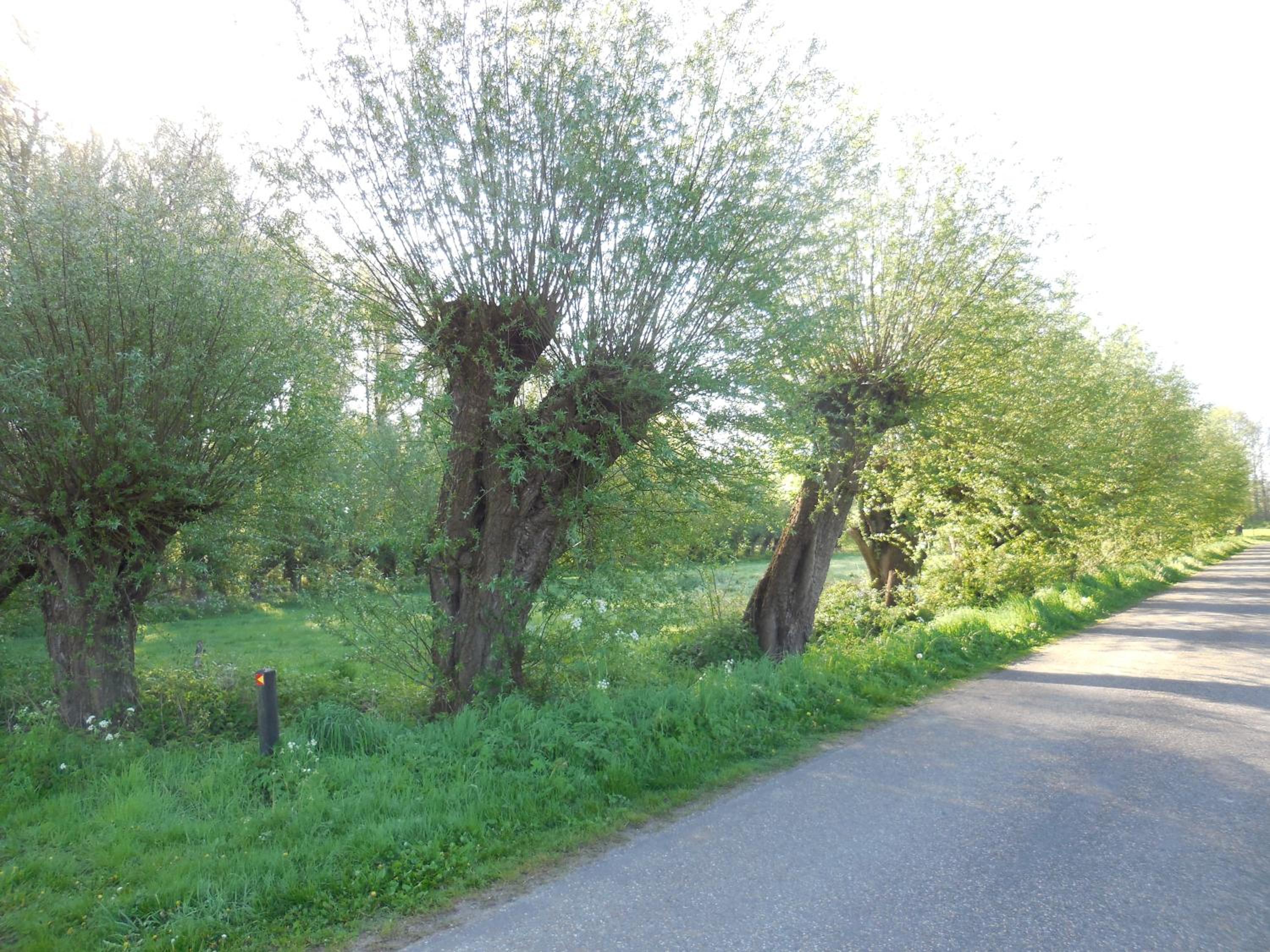 Photo 35