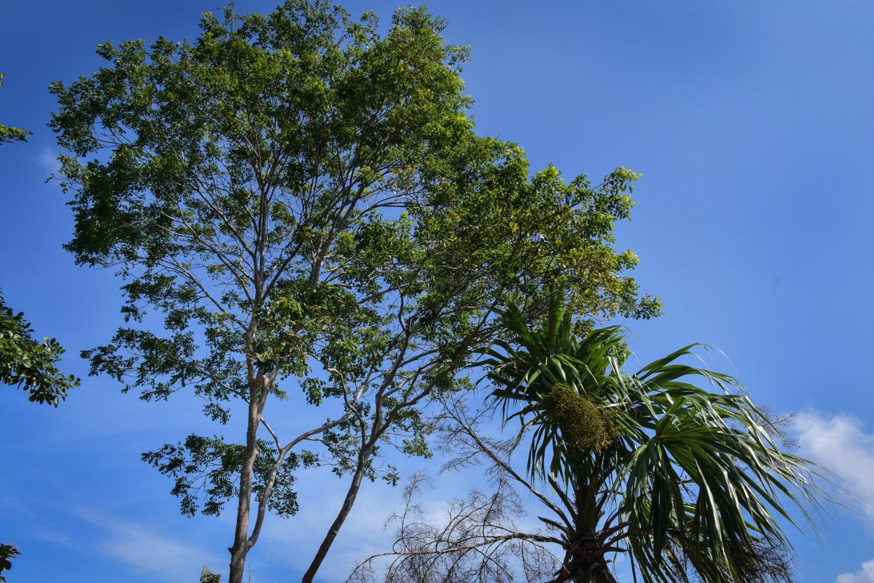 Entre Bosques Tayrona