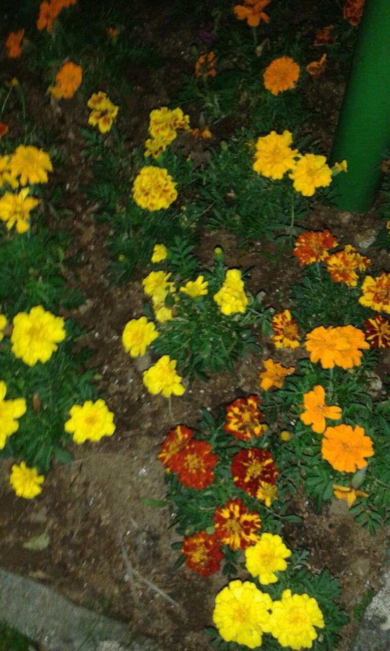 Photo 45