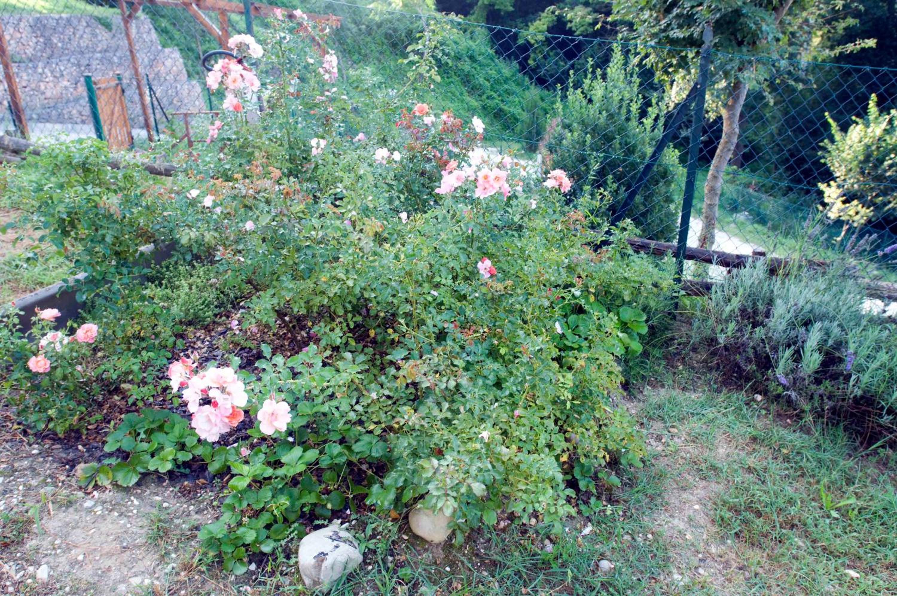 Photo 21