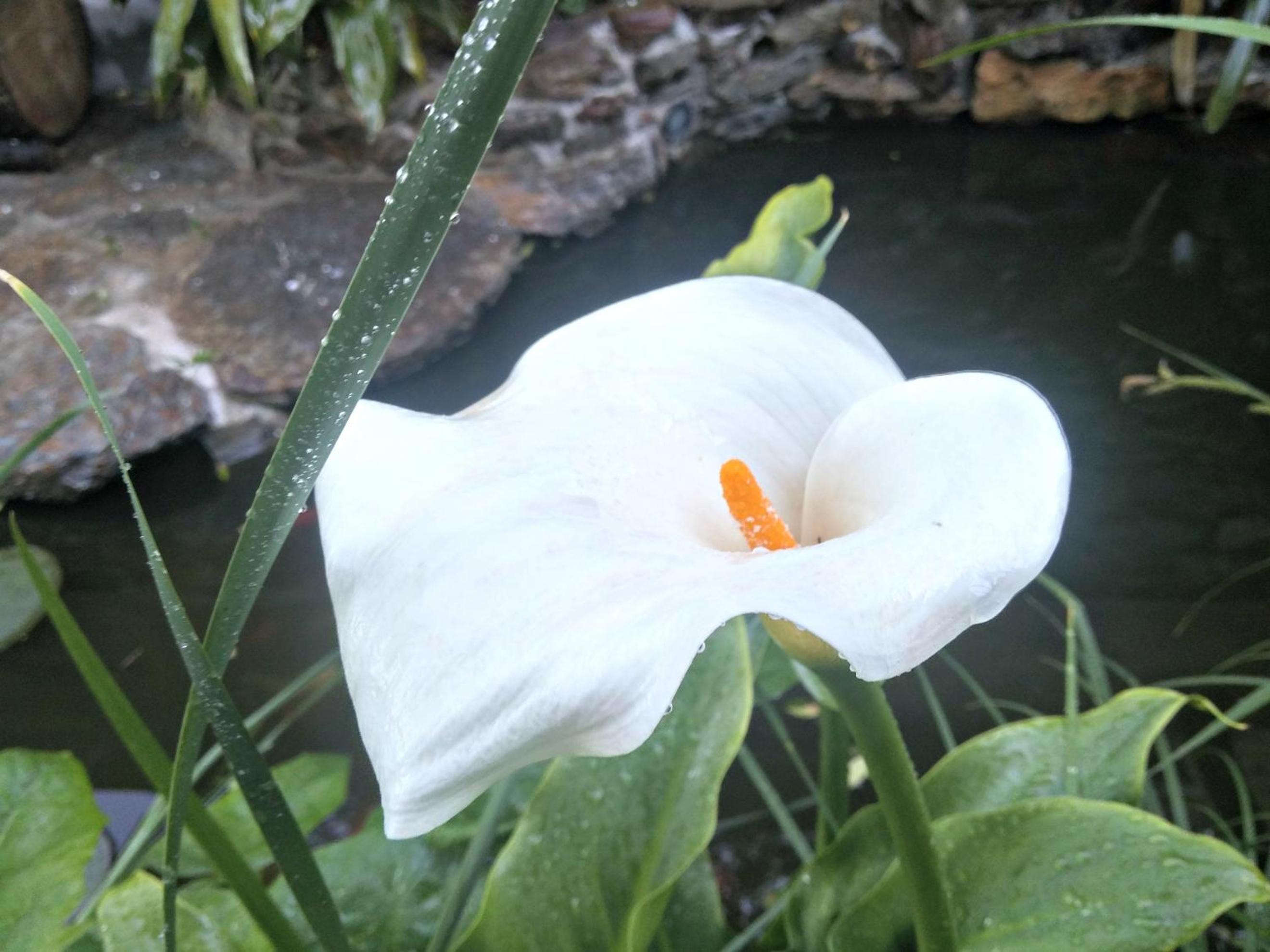 Photo 40