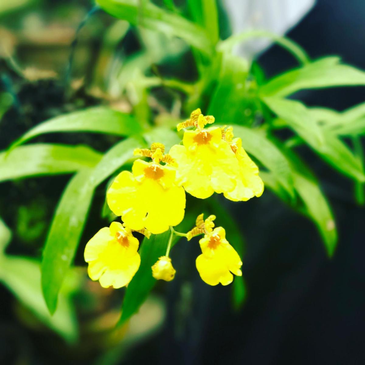 Orquídea Café