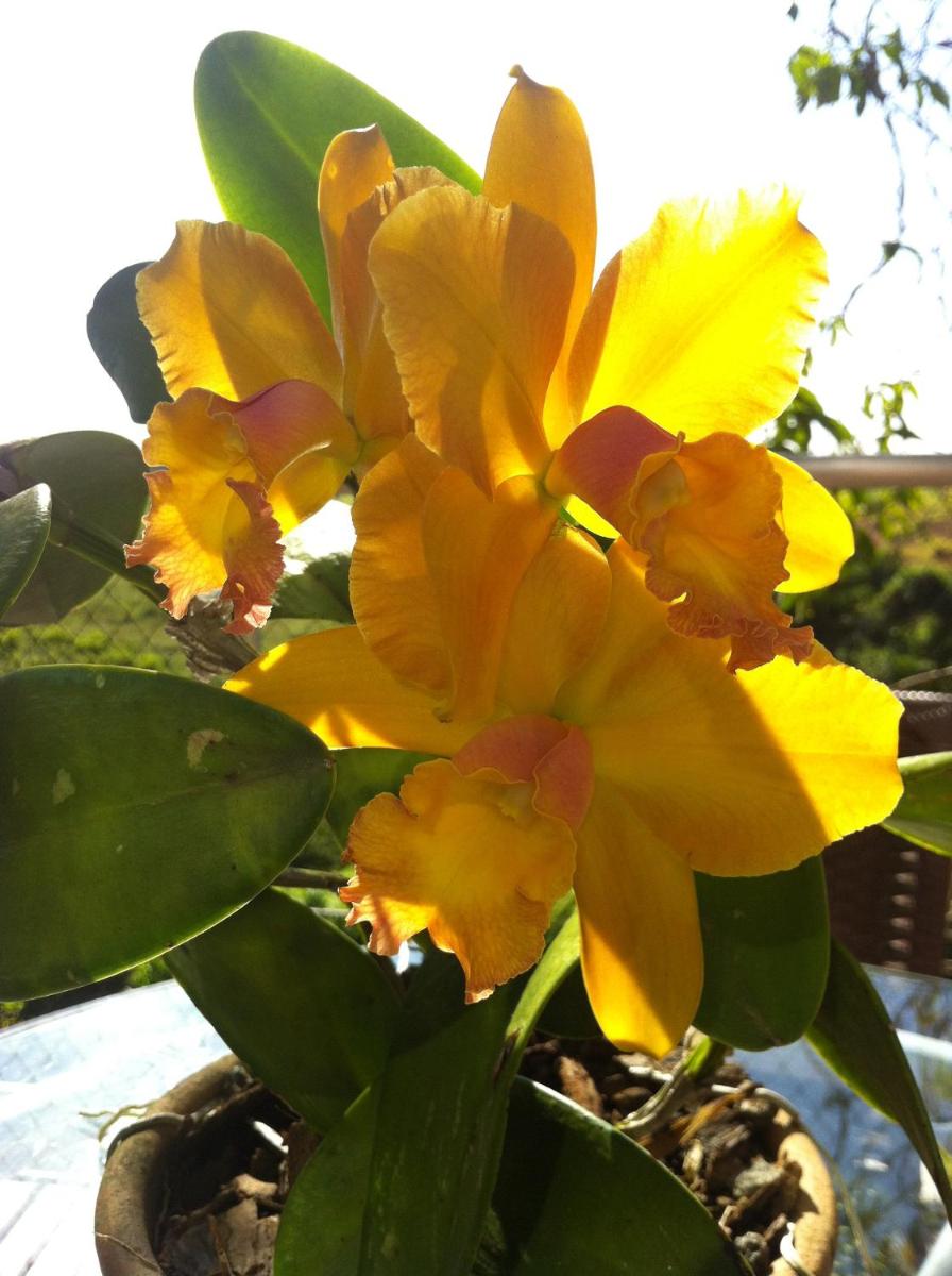 Orquídea Café