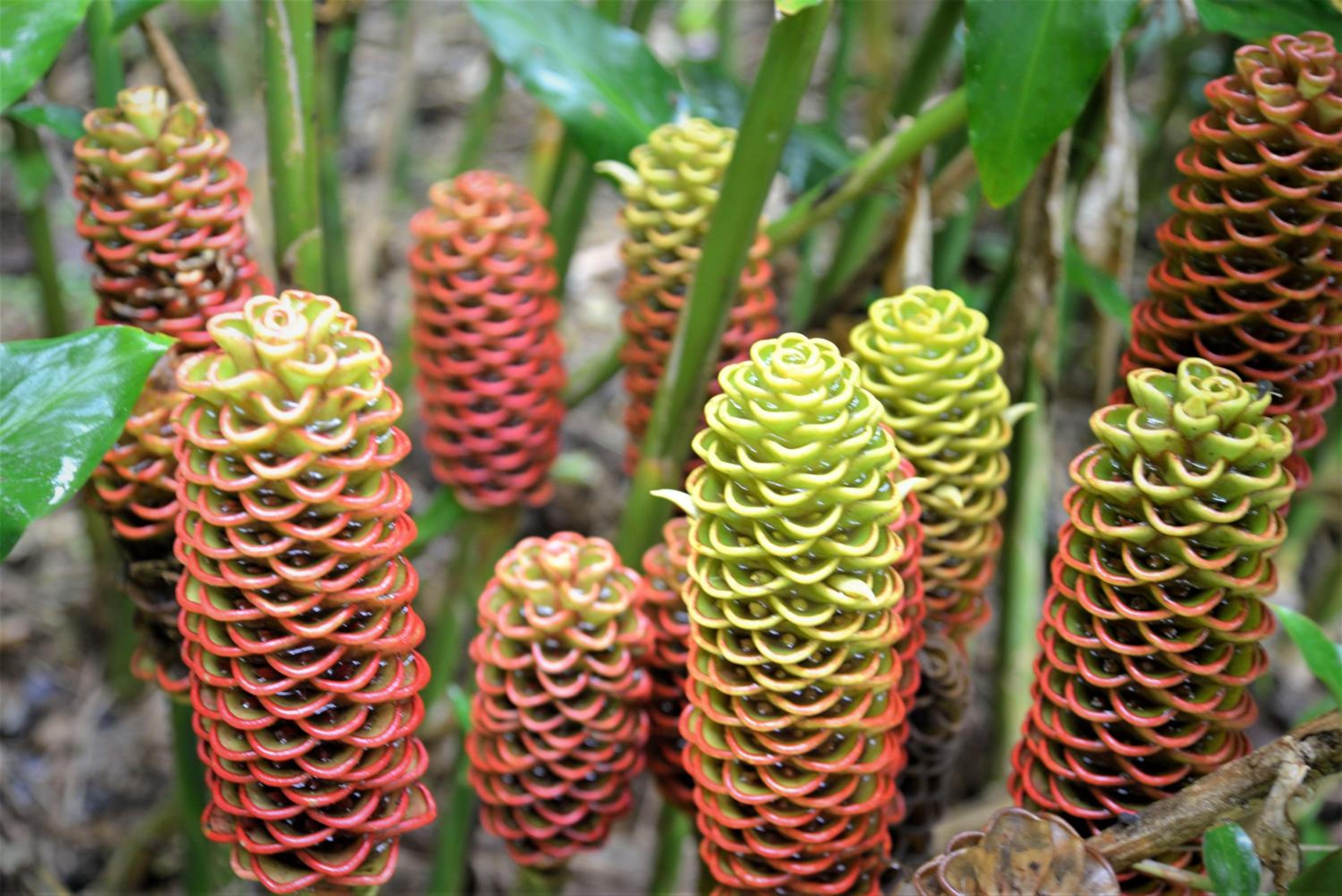Mena Creek Flower House