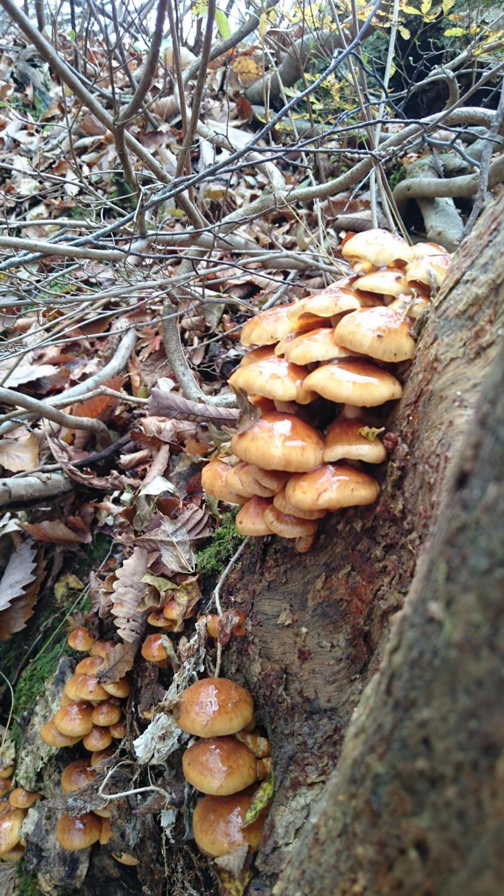 Photo 46