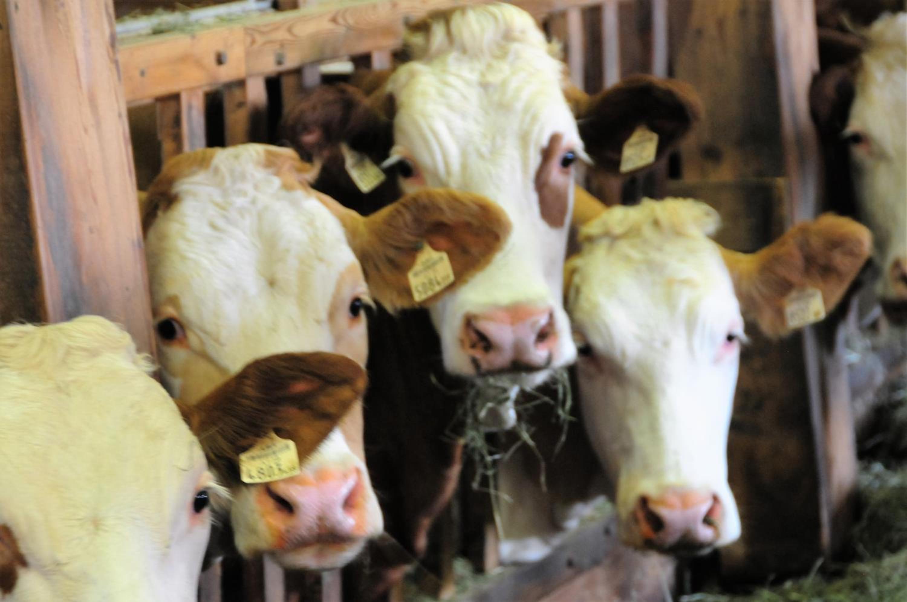 Hartlhof Urlaub am Baby- und Kinderbauernhof