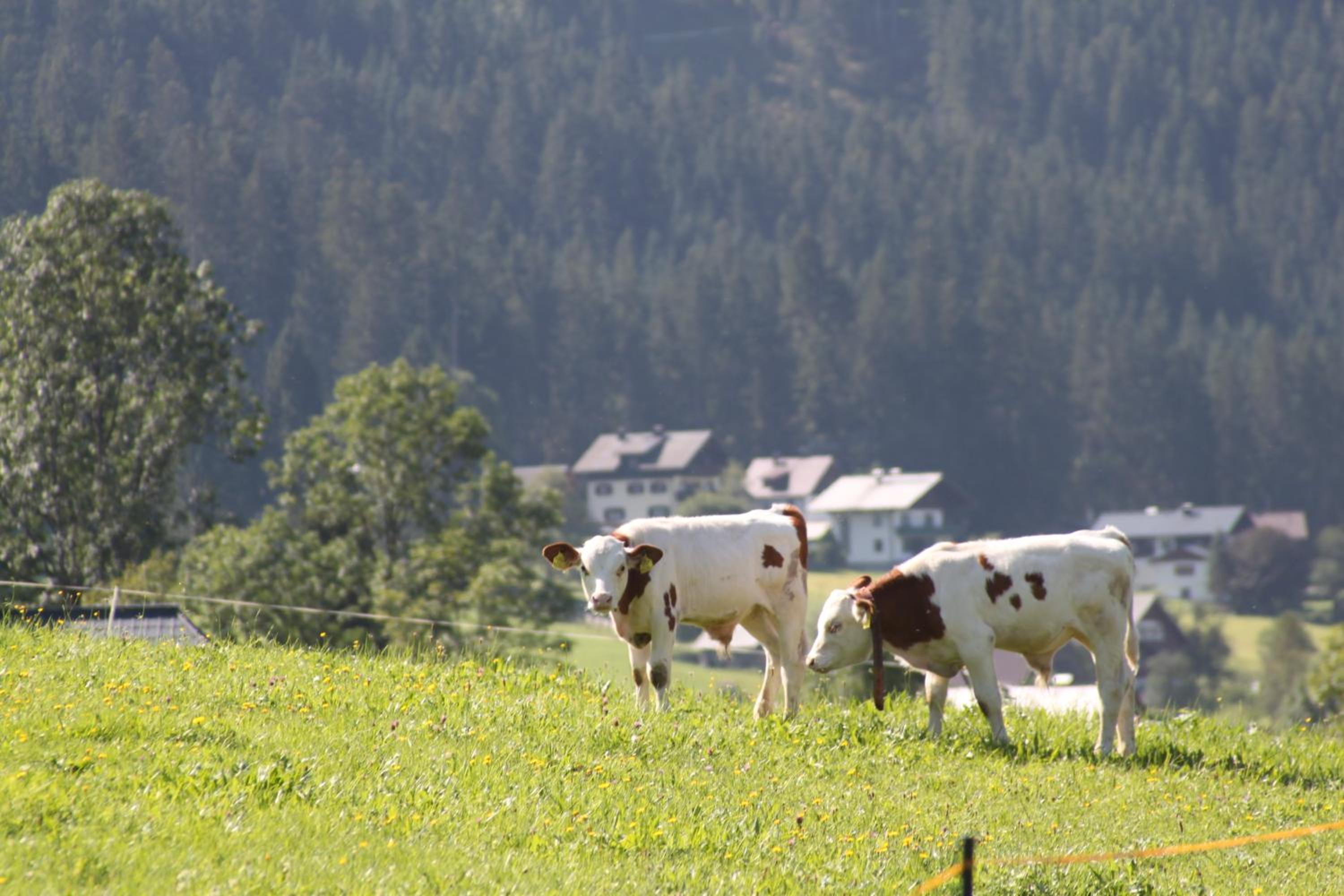 Mühlradl Apartments Gosau