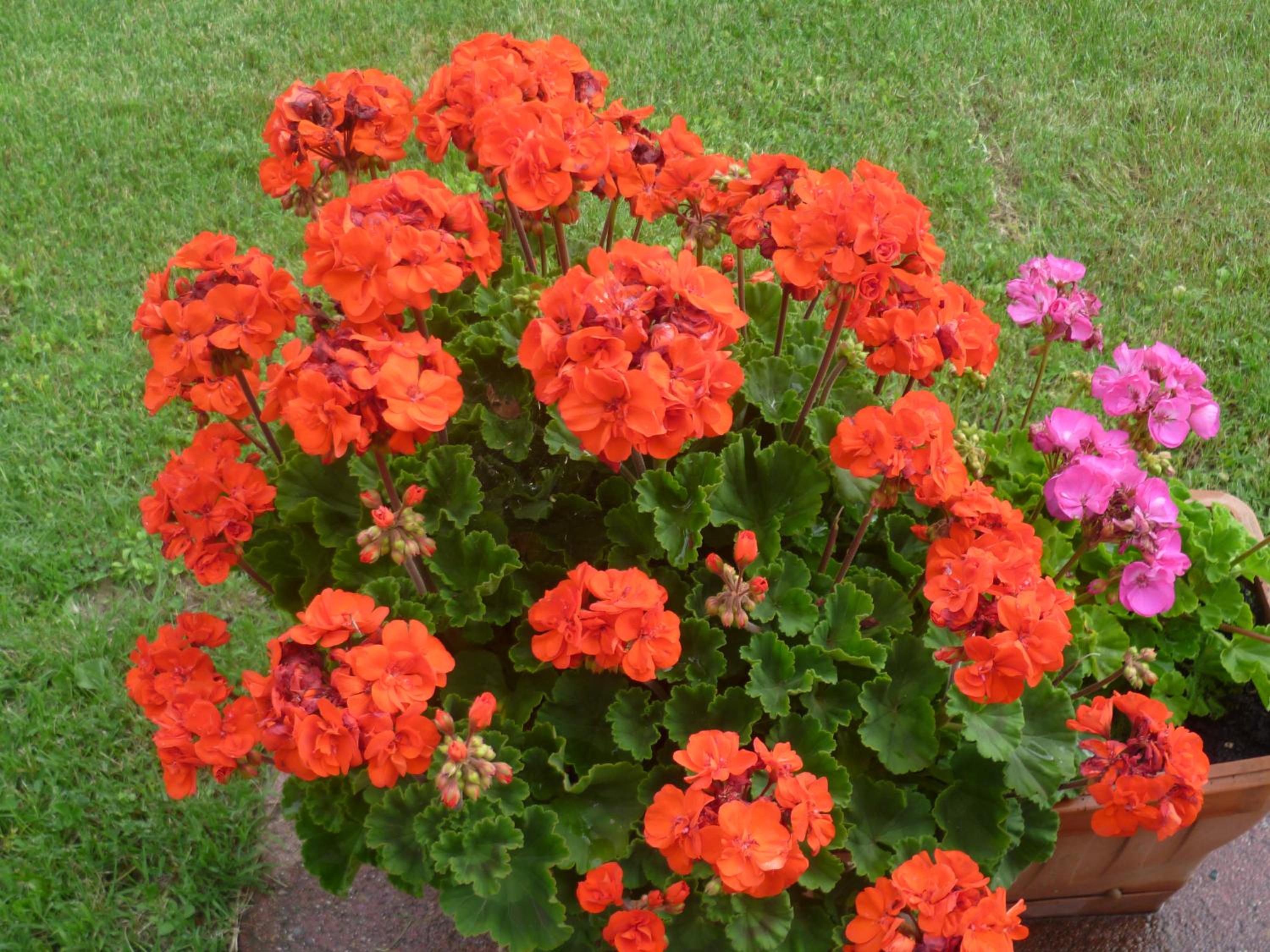 Photo 40
