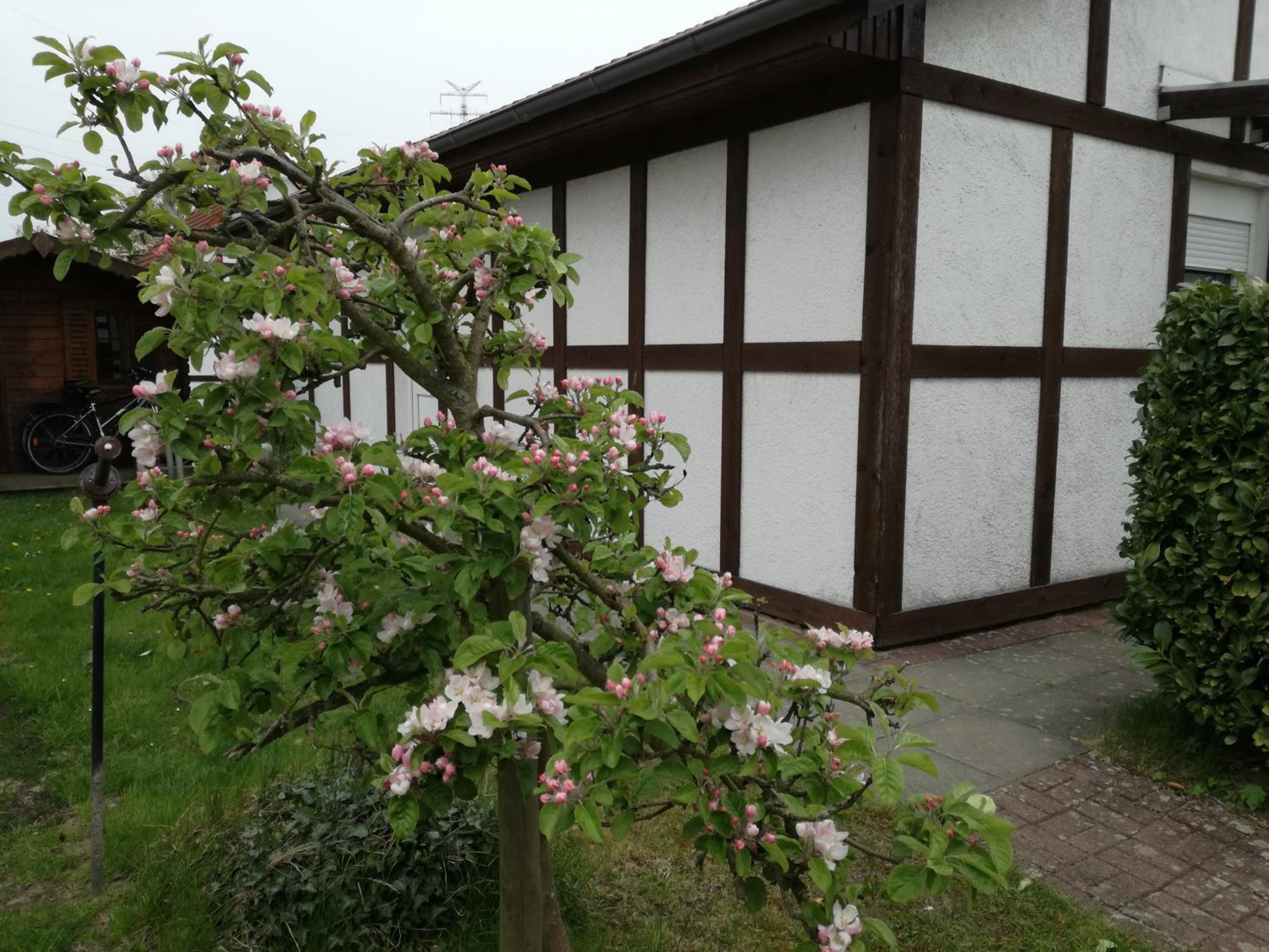 Ferienhaus Apfelblüte view 4