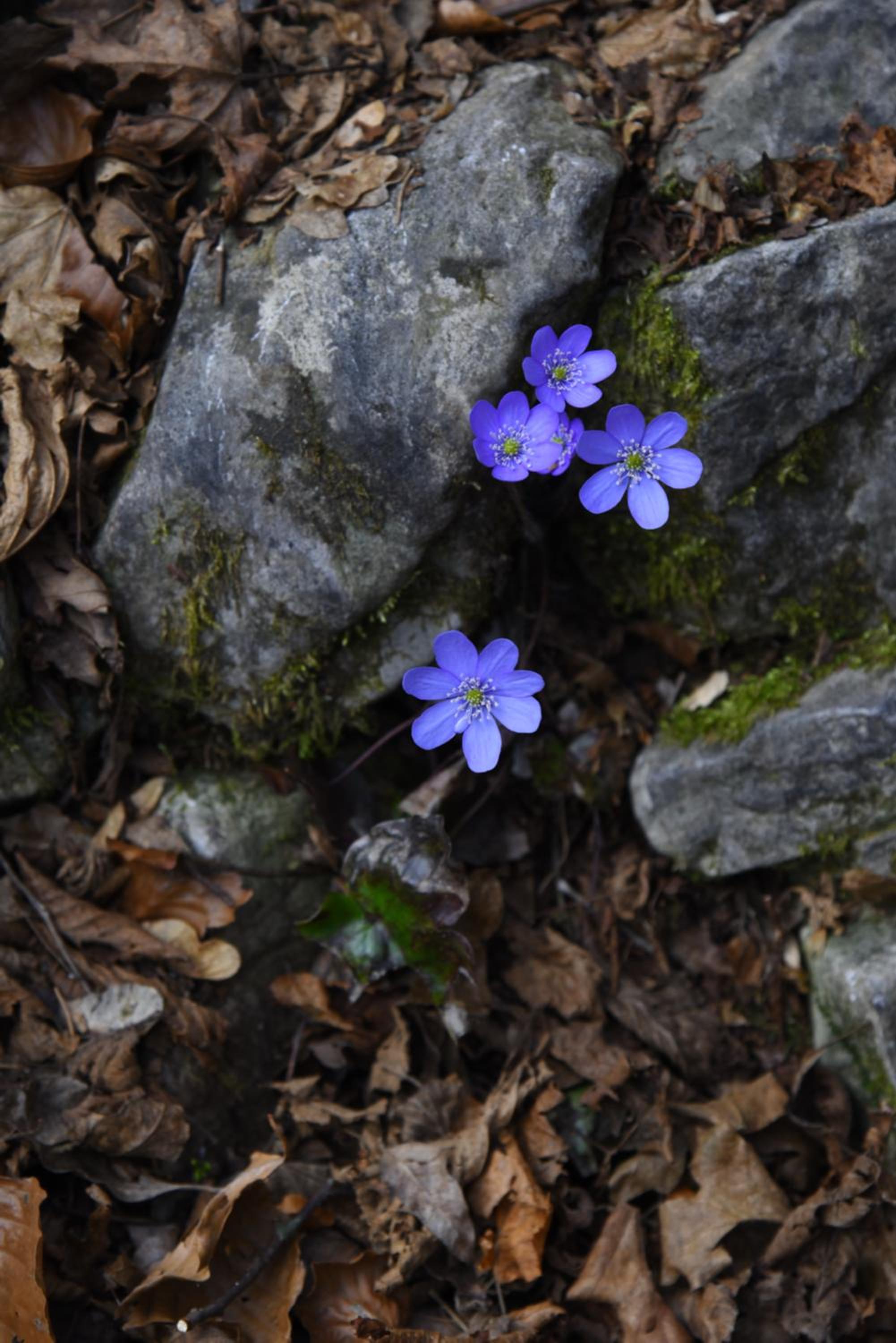 Rifugio Pranolz