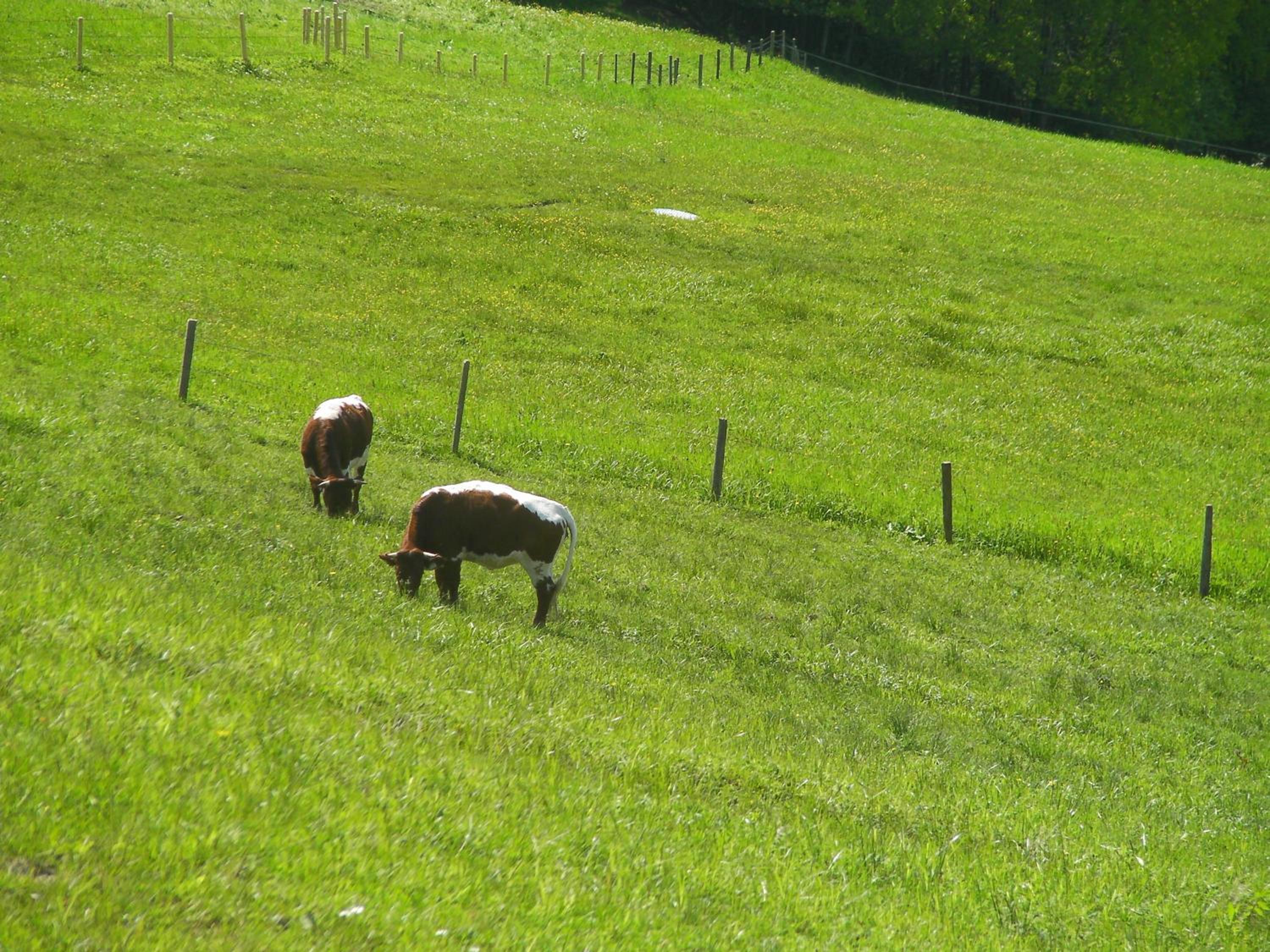 Photo 40