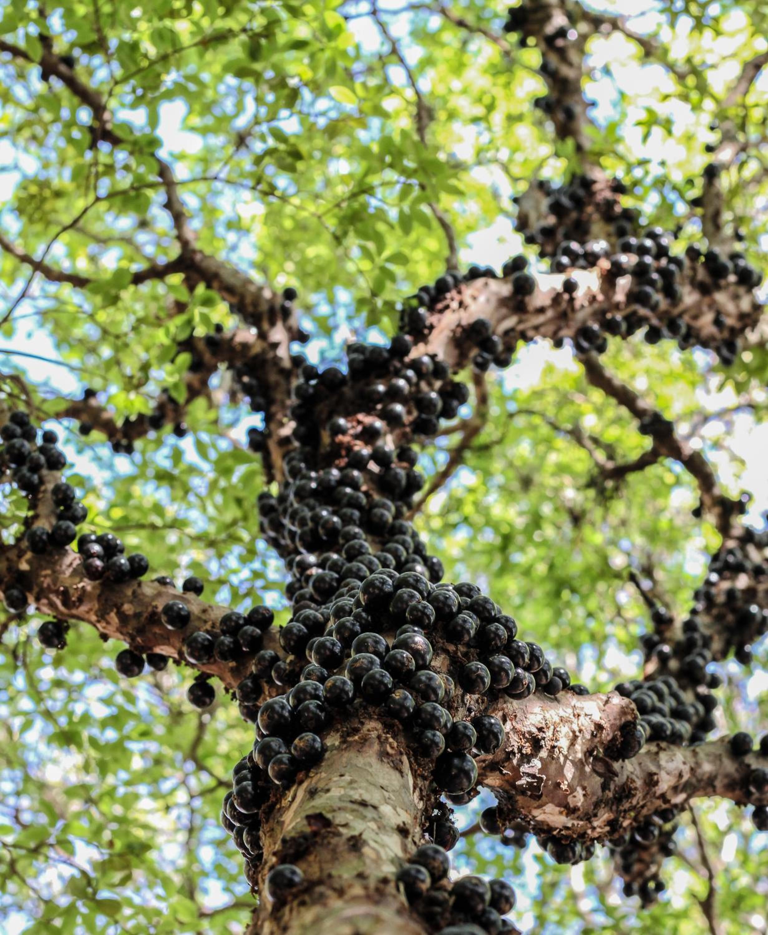 Fazenda Capoava