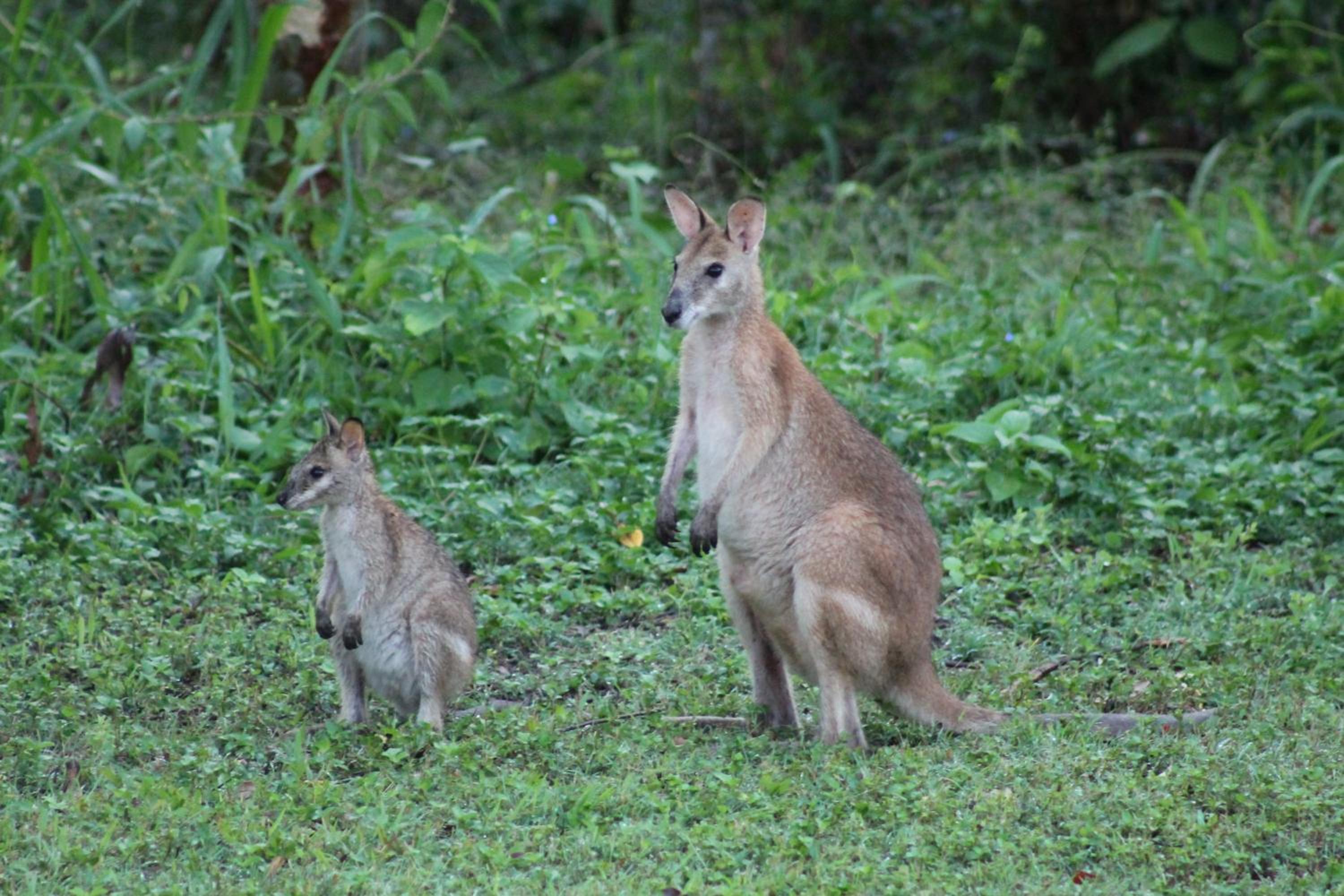Airlie Beach Eco Cabins - Adults Only