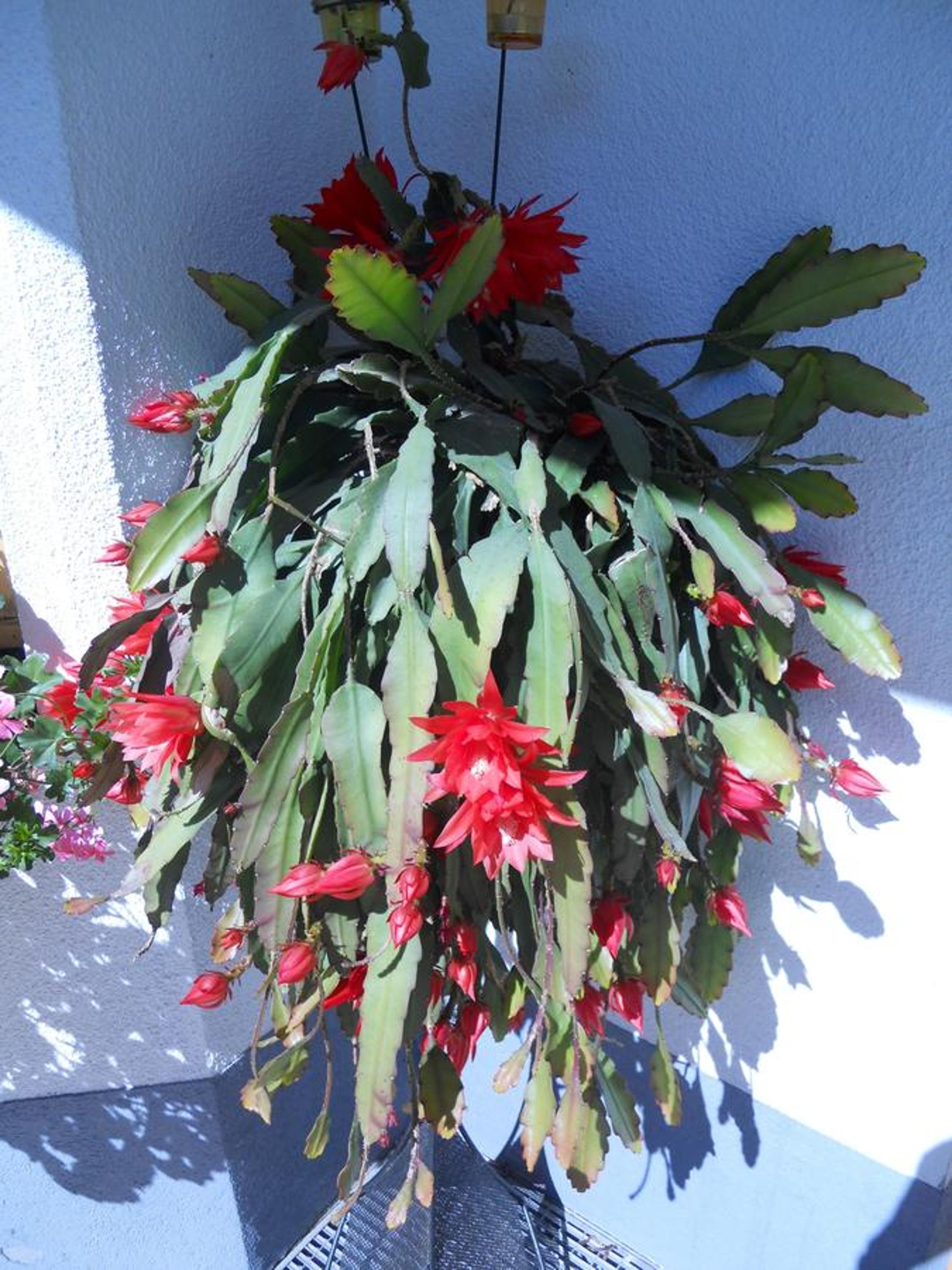 Photo 31