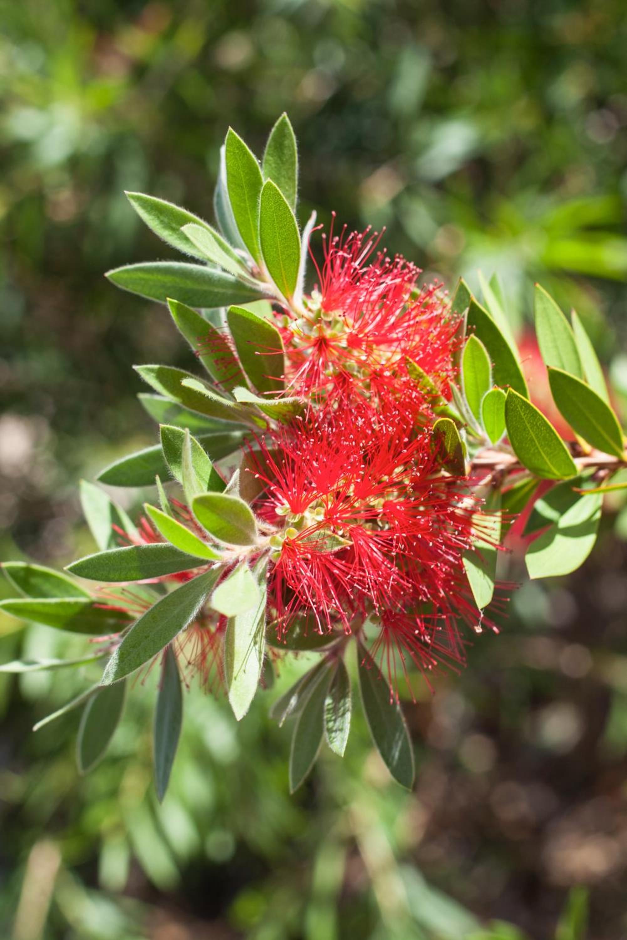 Banksia Tourist Park