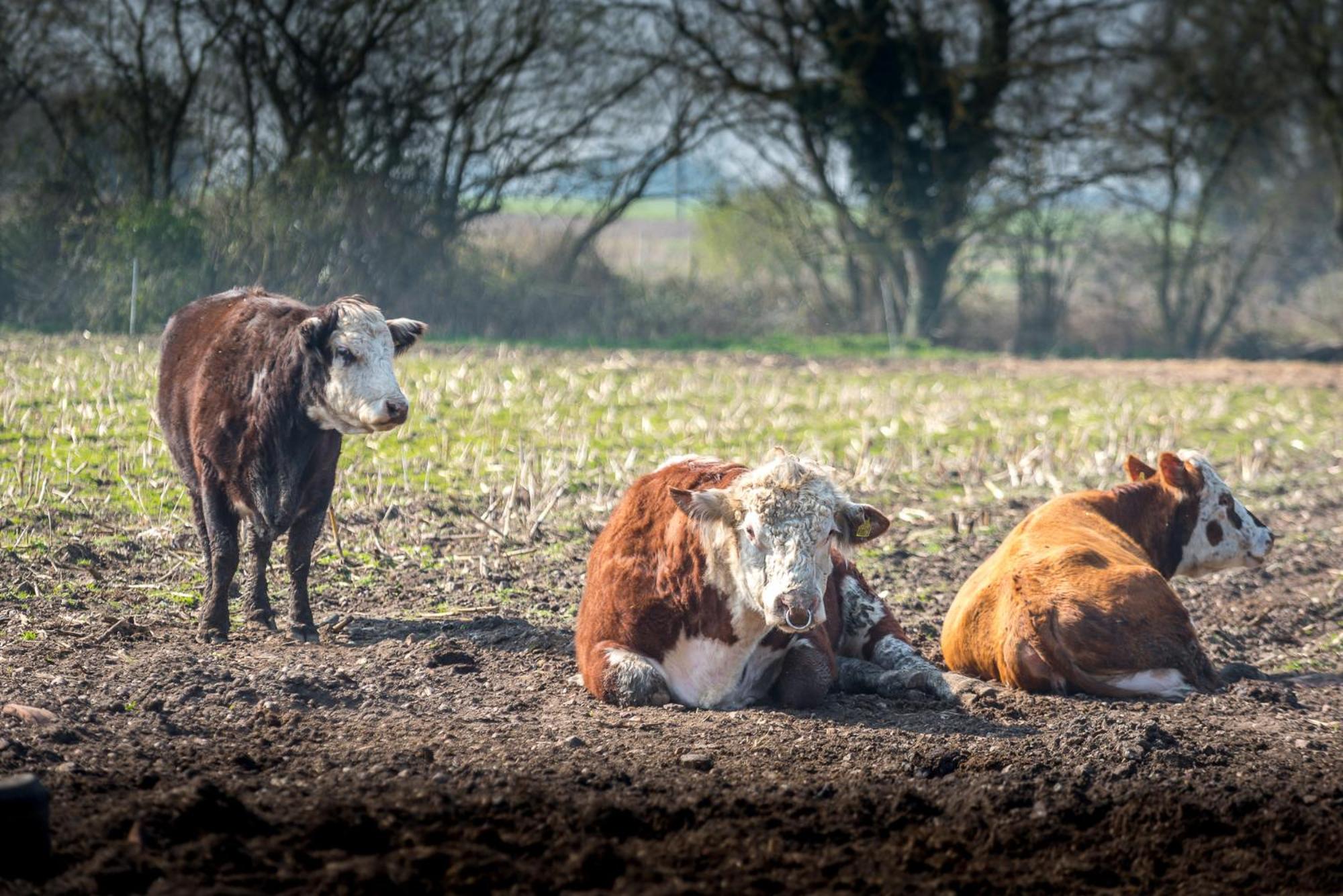 Little Abbey Farm