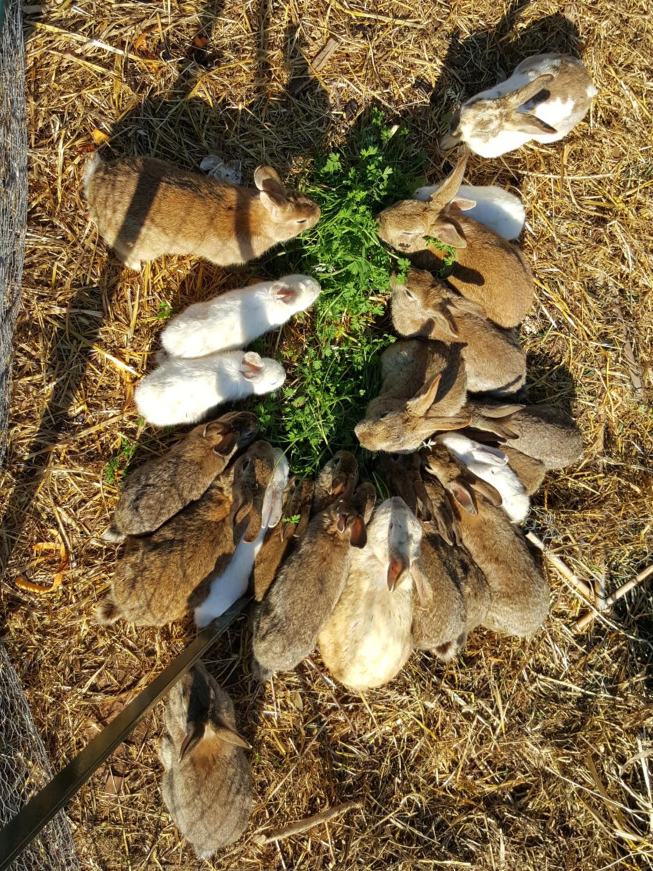Photo 21