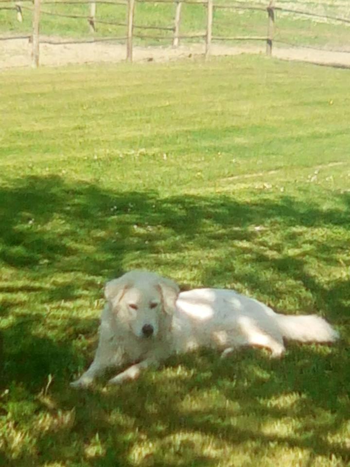 Photo 39