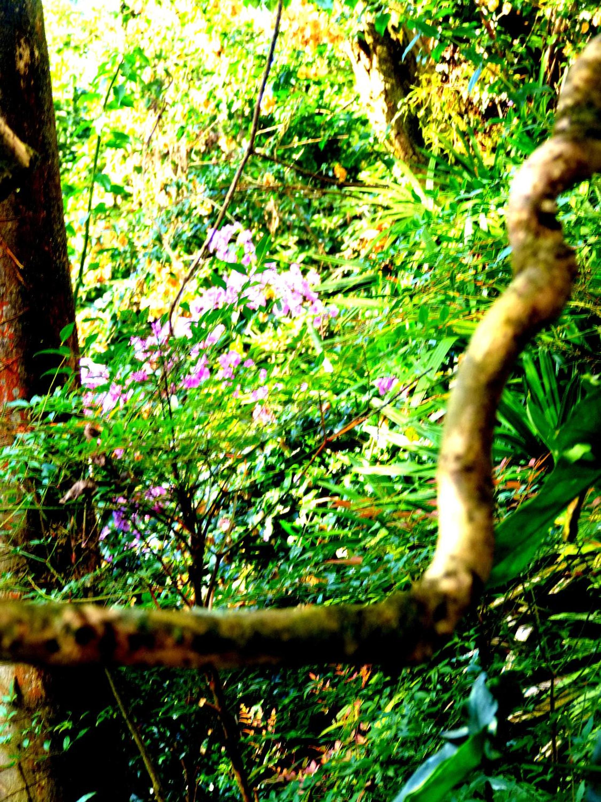 Pouso das Glicínias - B&B