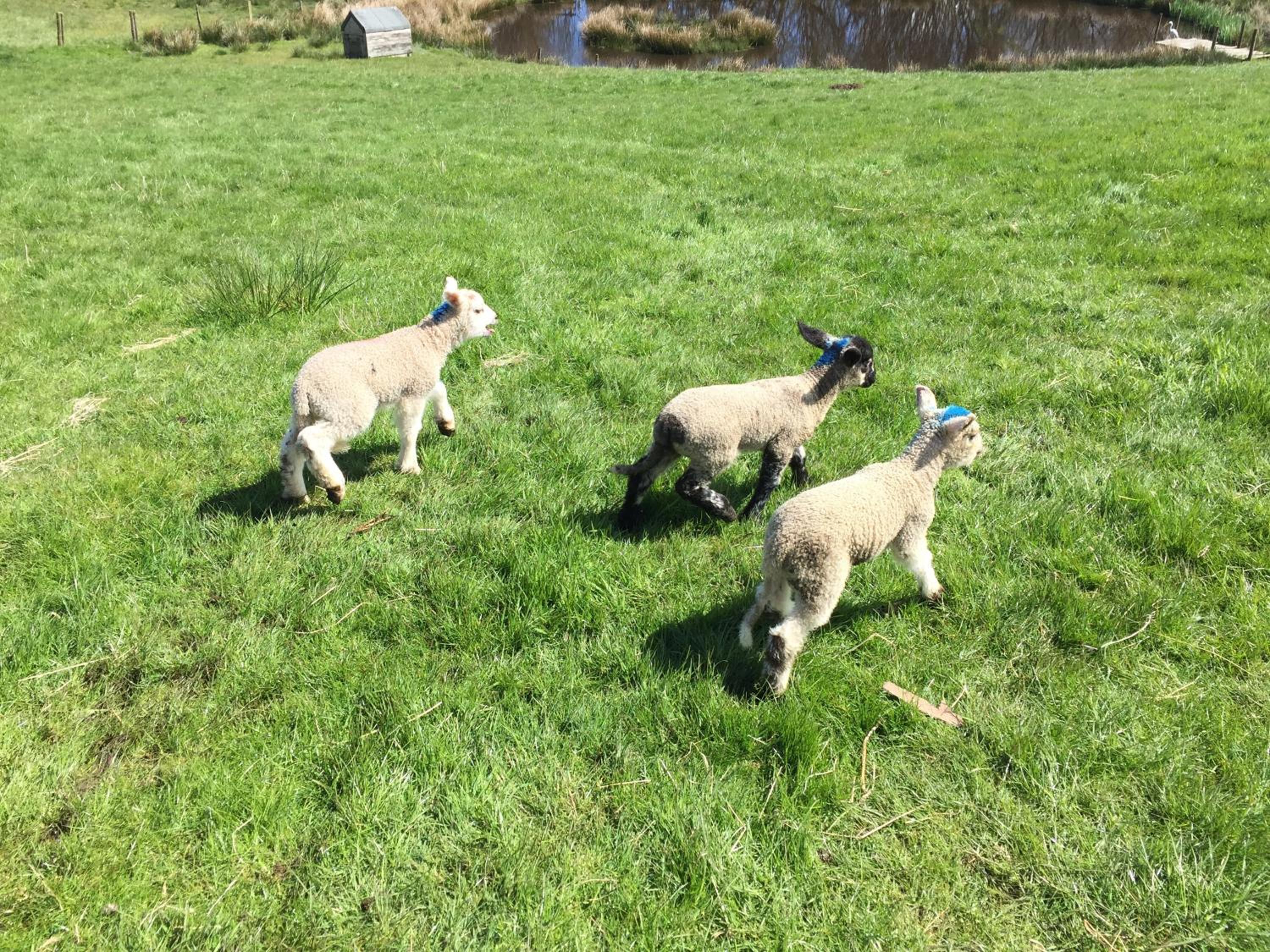 Folly Hall Farm