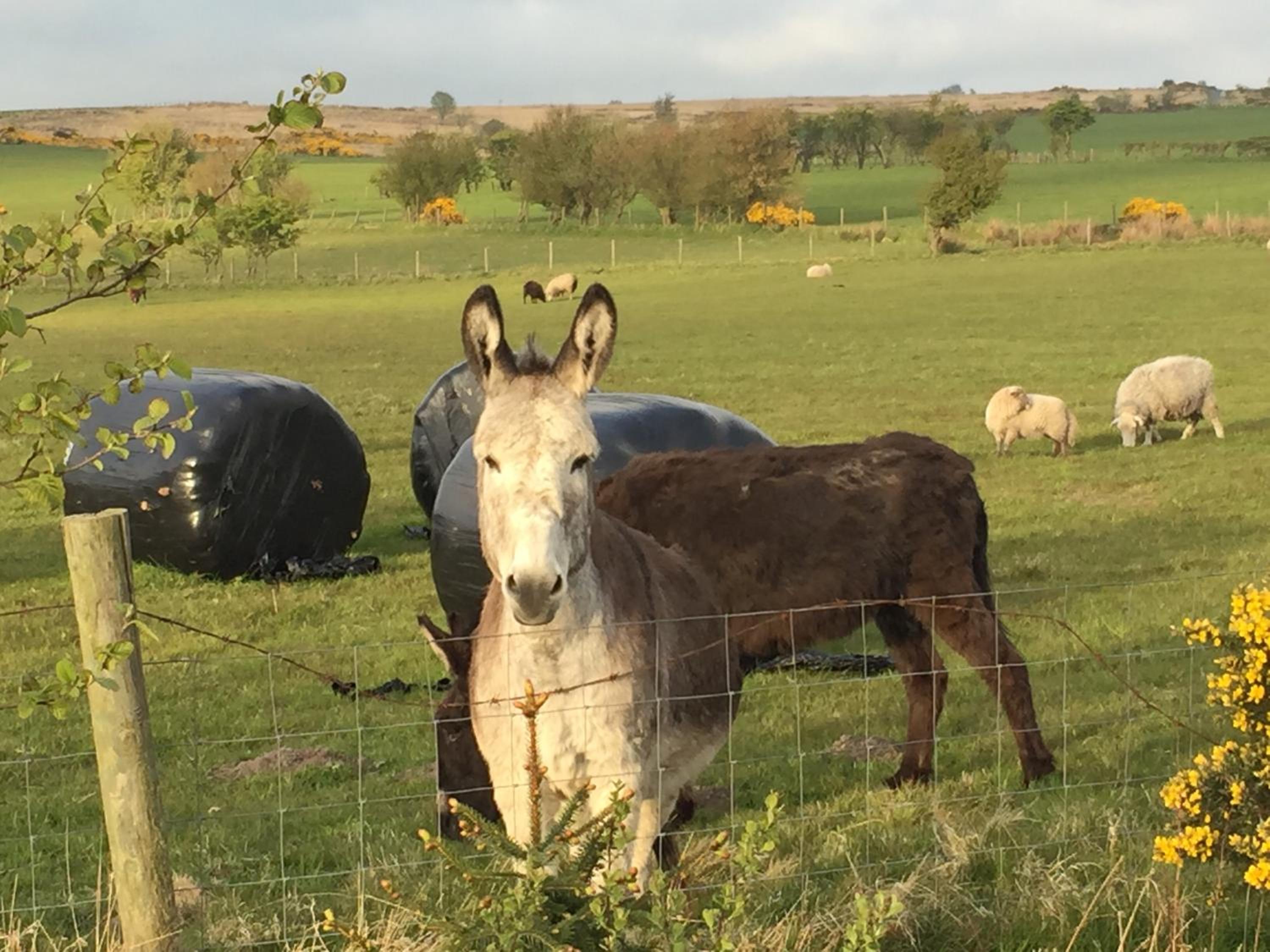 Folly Hall Farm