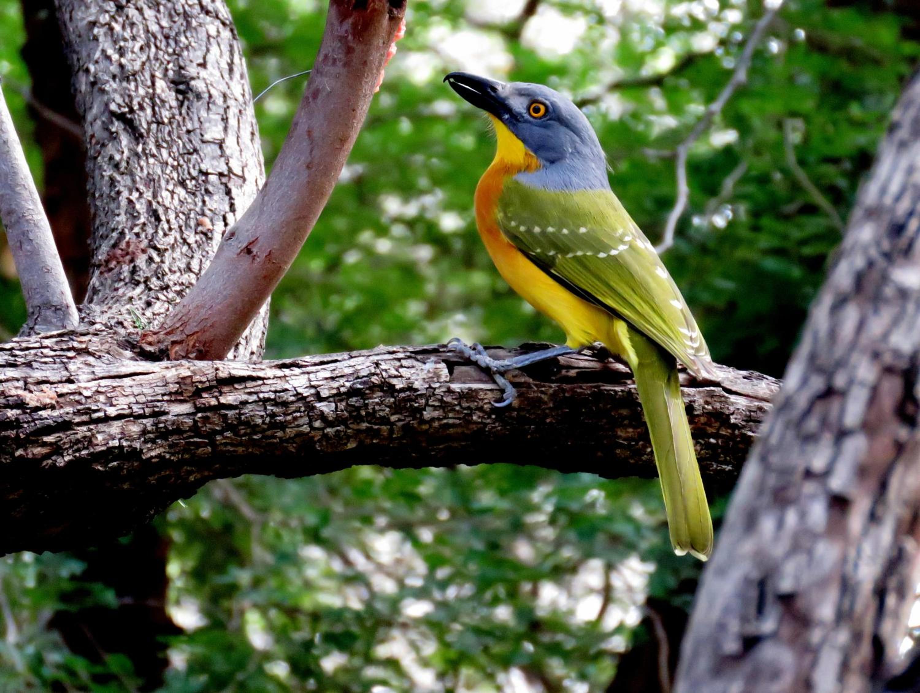 Wielewaal Bush Lodge