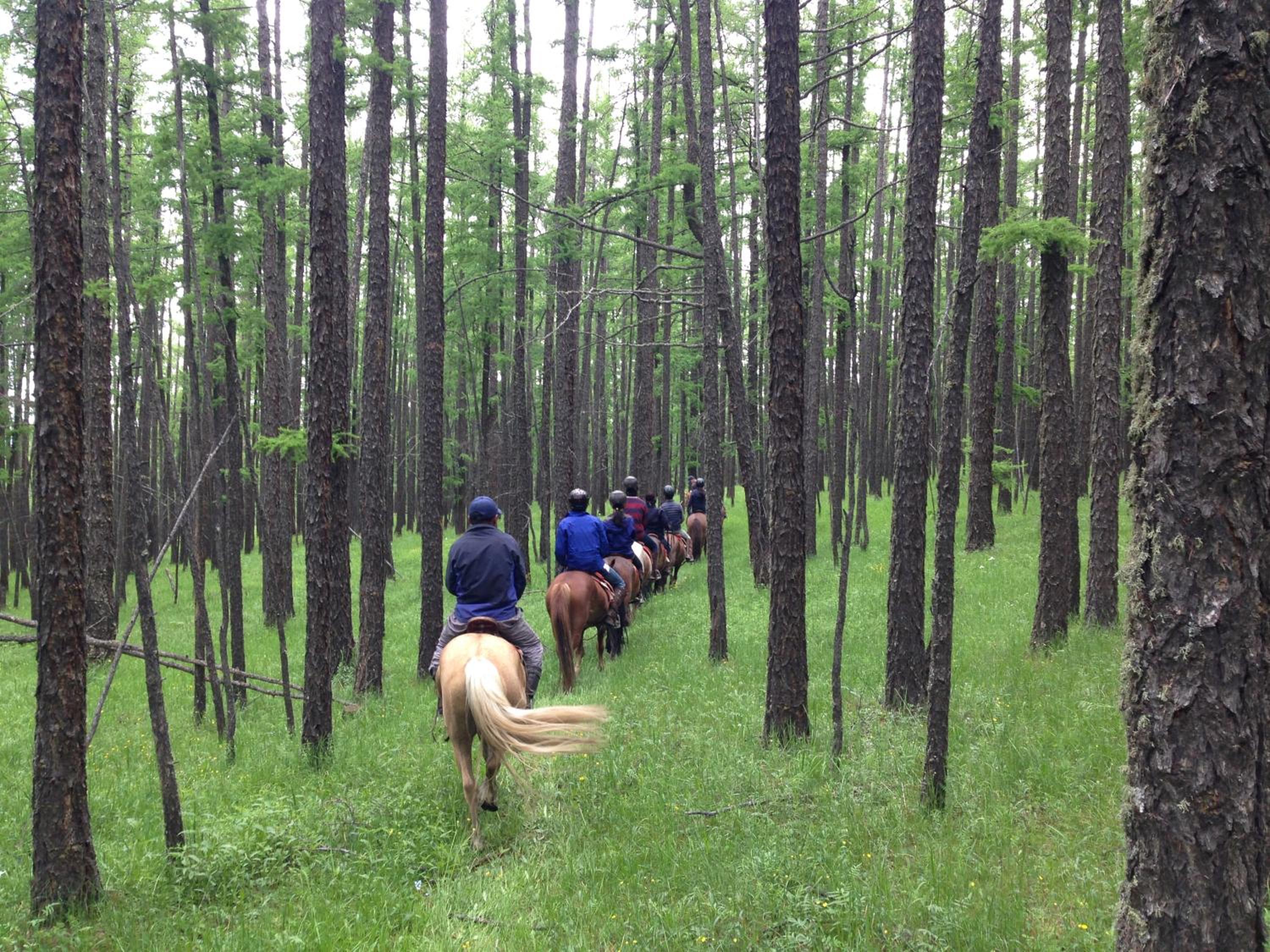 Nomad Horse Camp