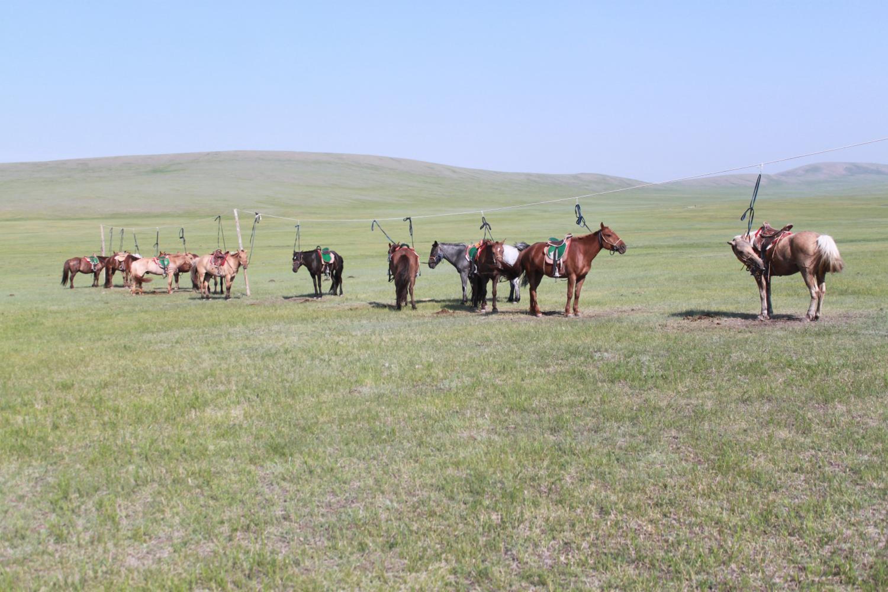 Nomad Horse Camp