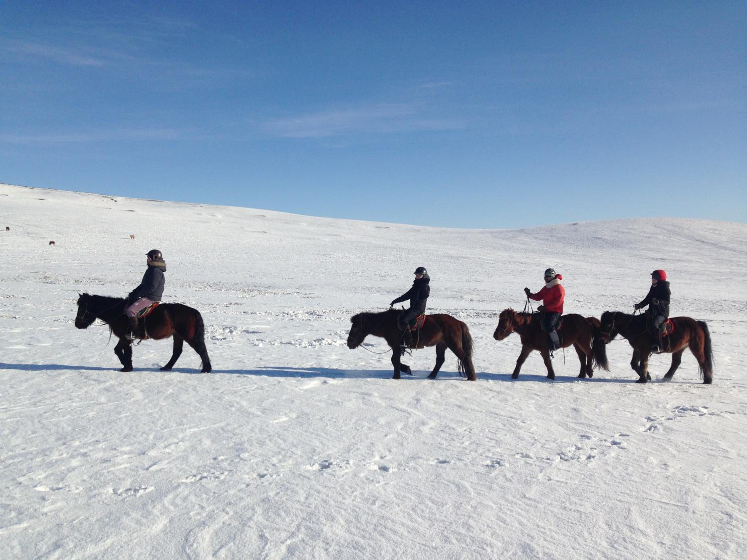 Nomad Horse Camp