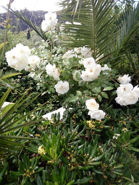 Athina apartments photo 4