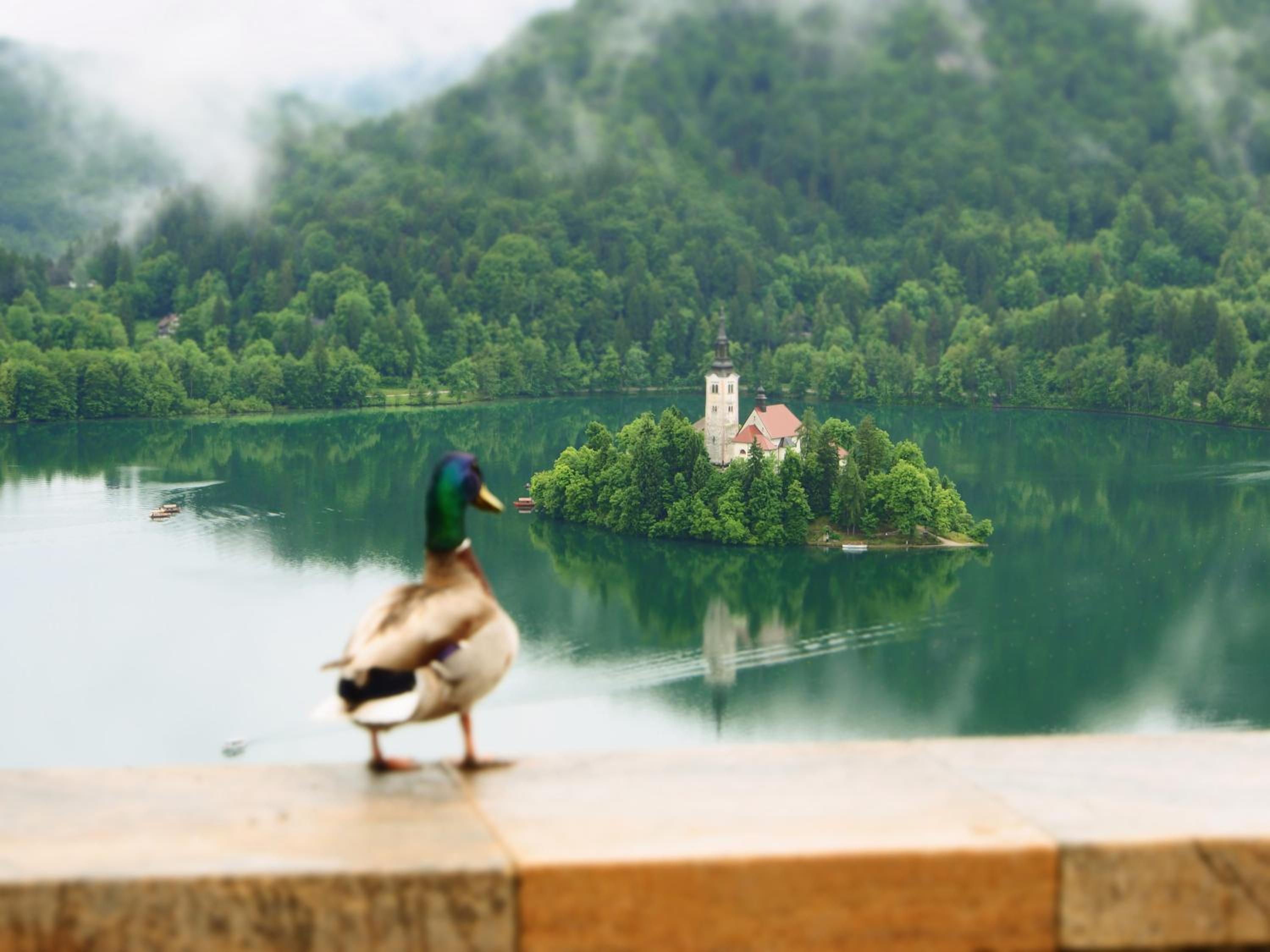 Apartments Vila Cvetka Bled