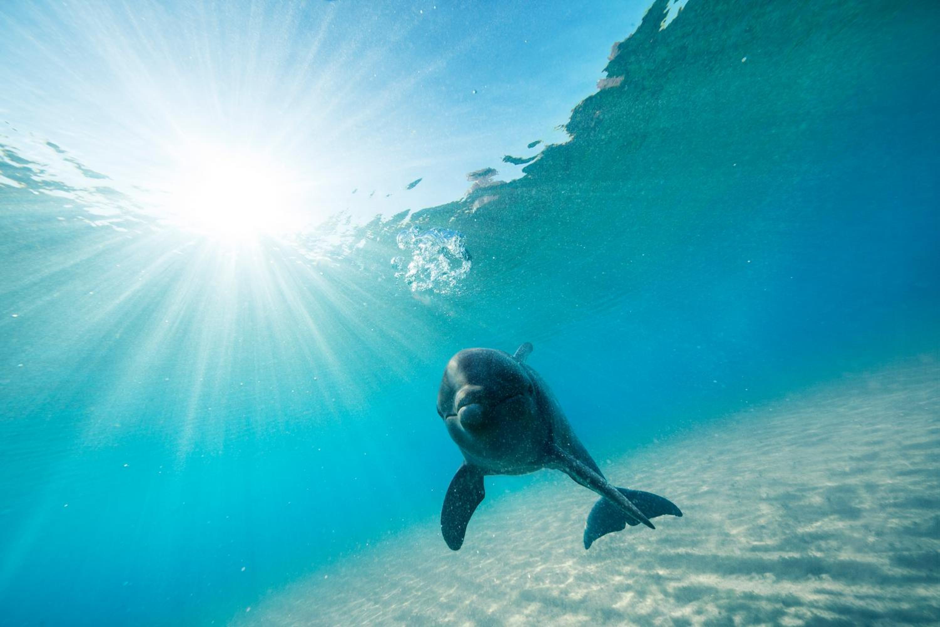 Nassau - Paradise Island Vacations - The Coral at Atlantis - Property Image 52