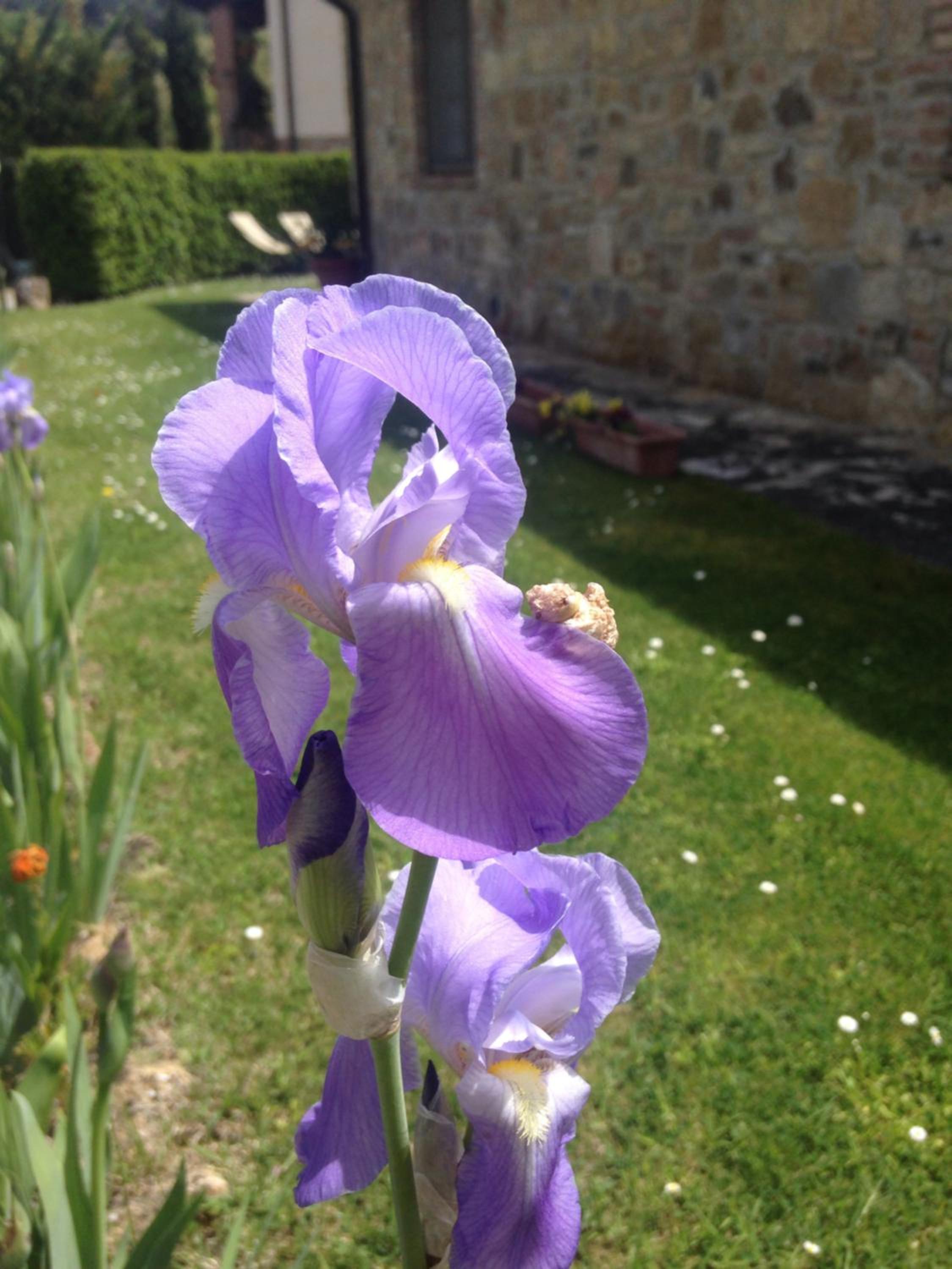 Borgo del Molinello photo 3