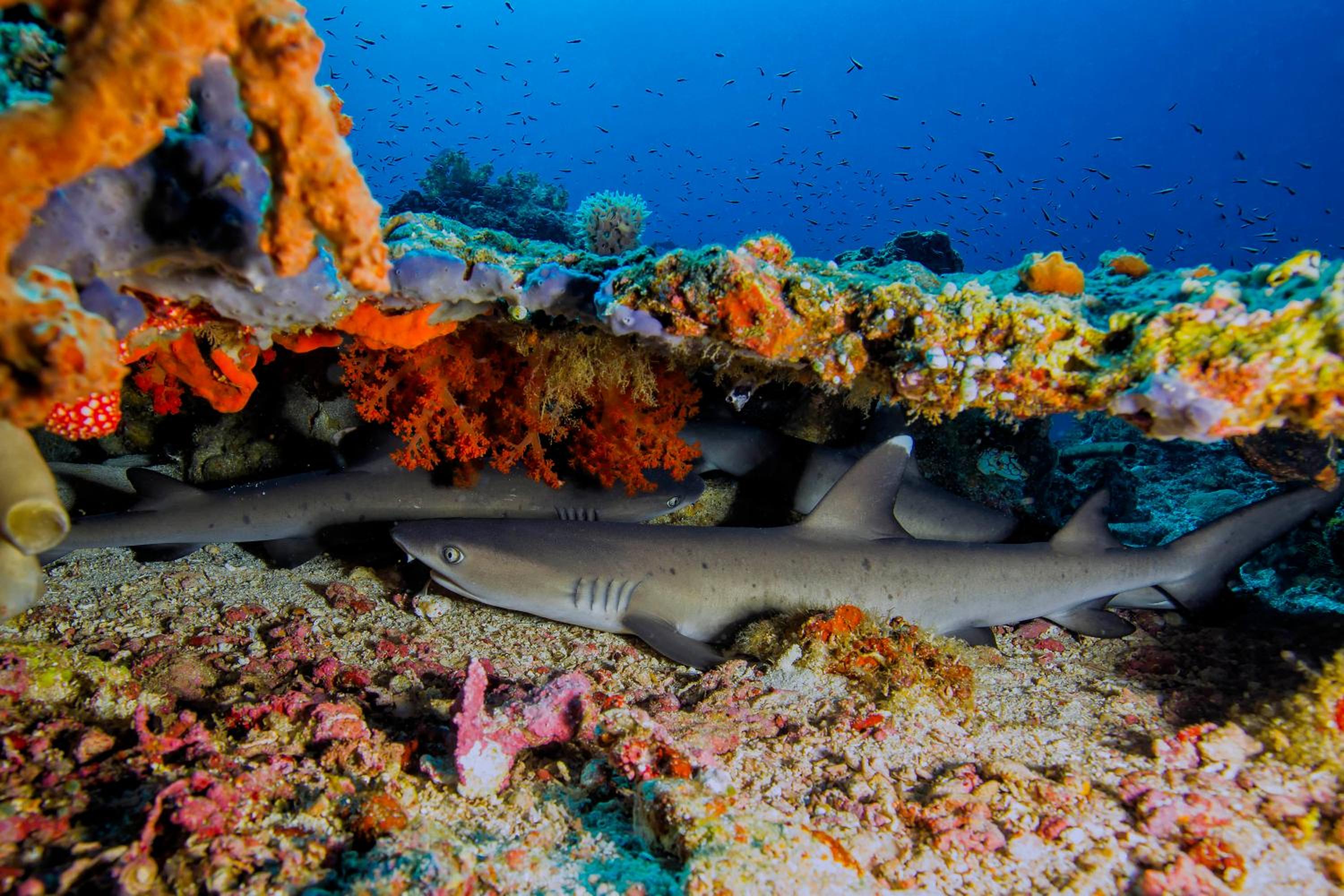 Murex Bangka Dive Resort