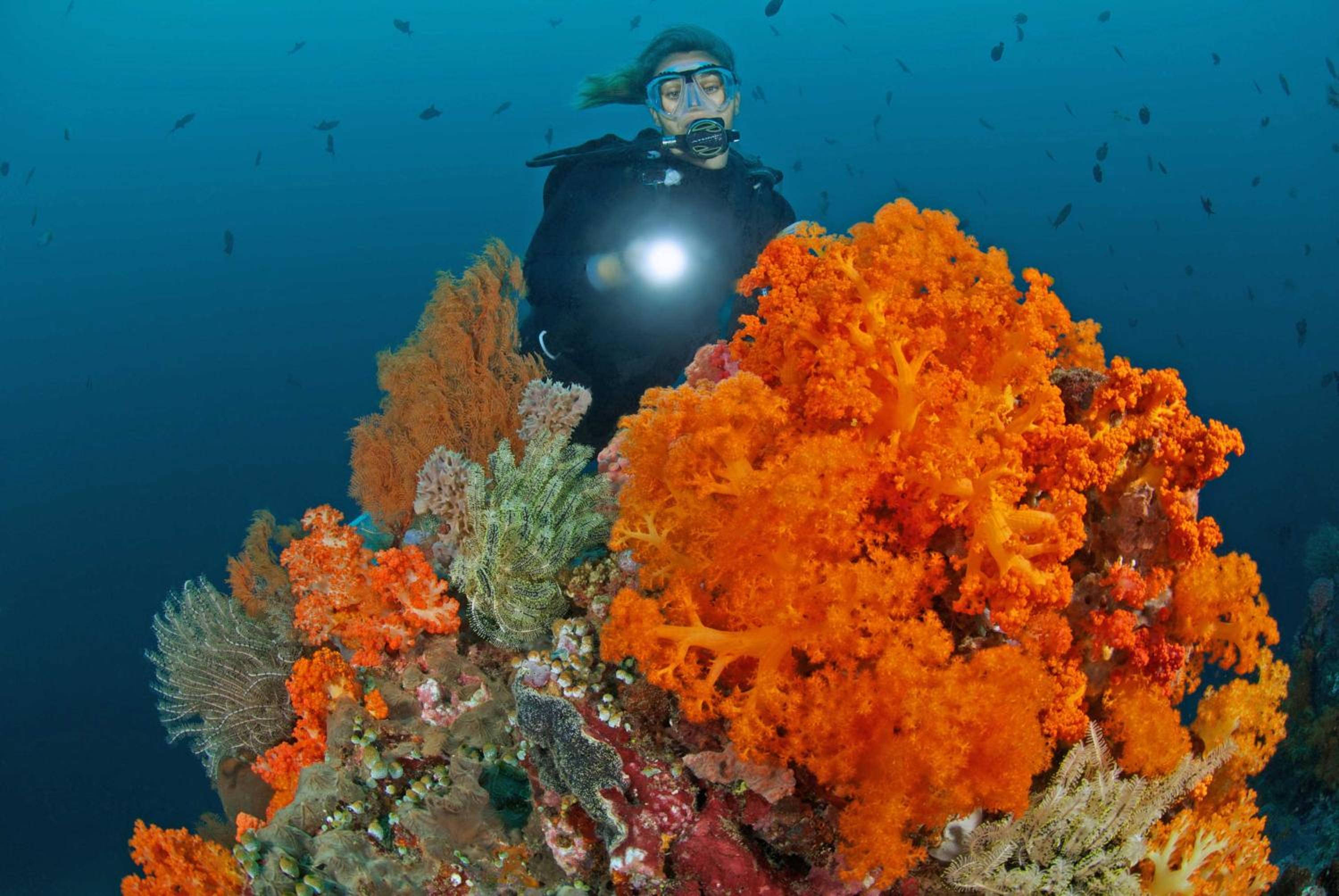 Murex Bangka Dive Resort