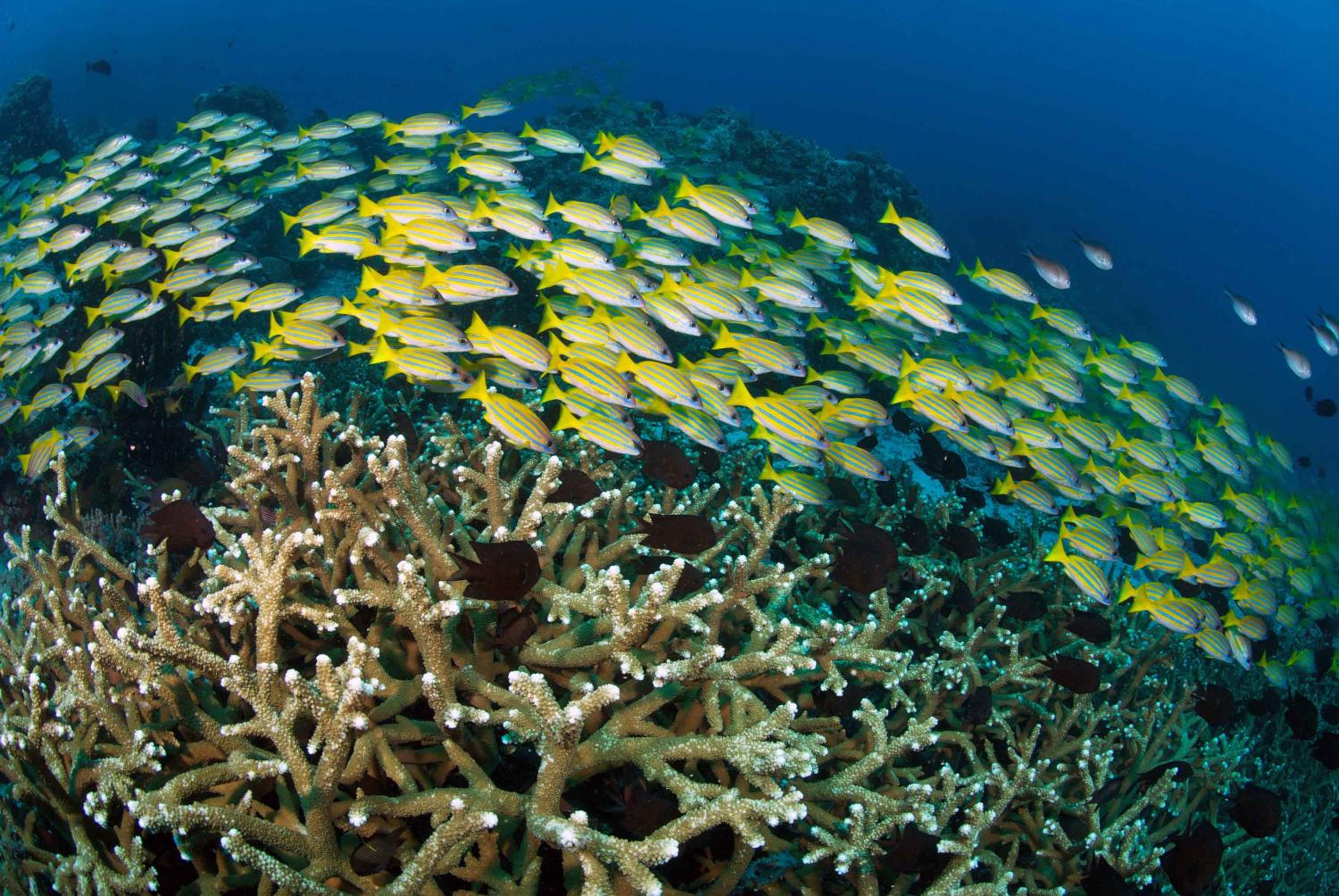 Murex Bangka Dive Resort