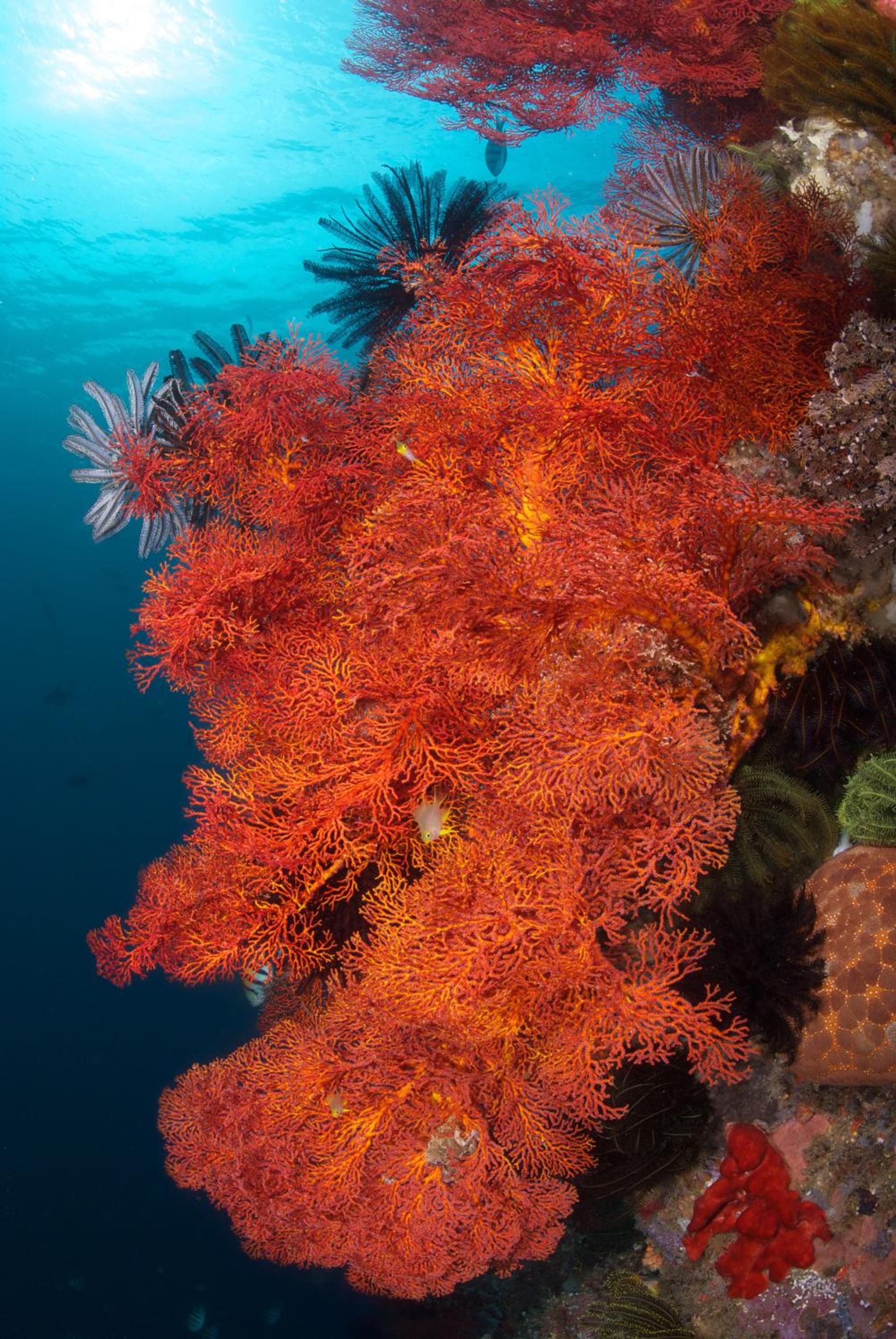 Murex Bangka Dive Resort