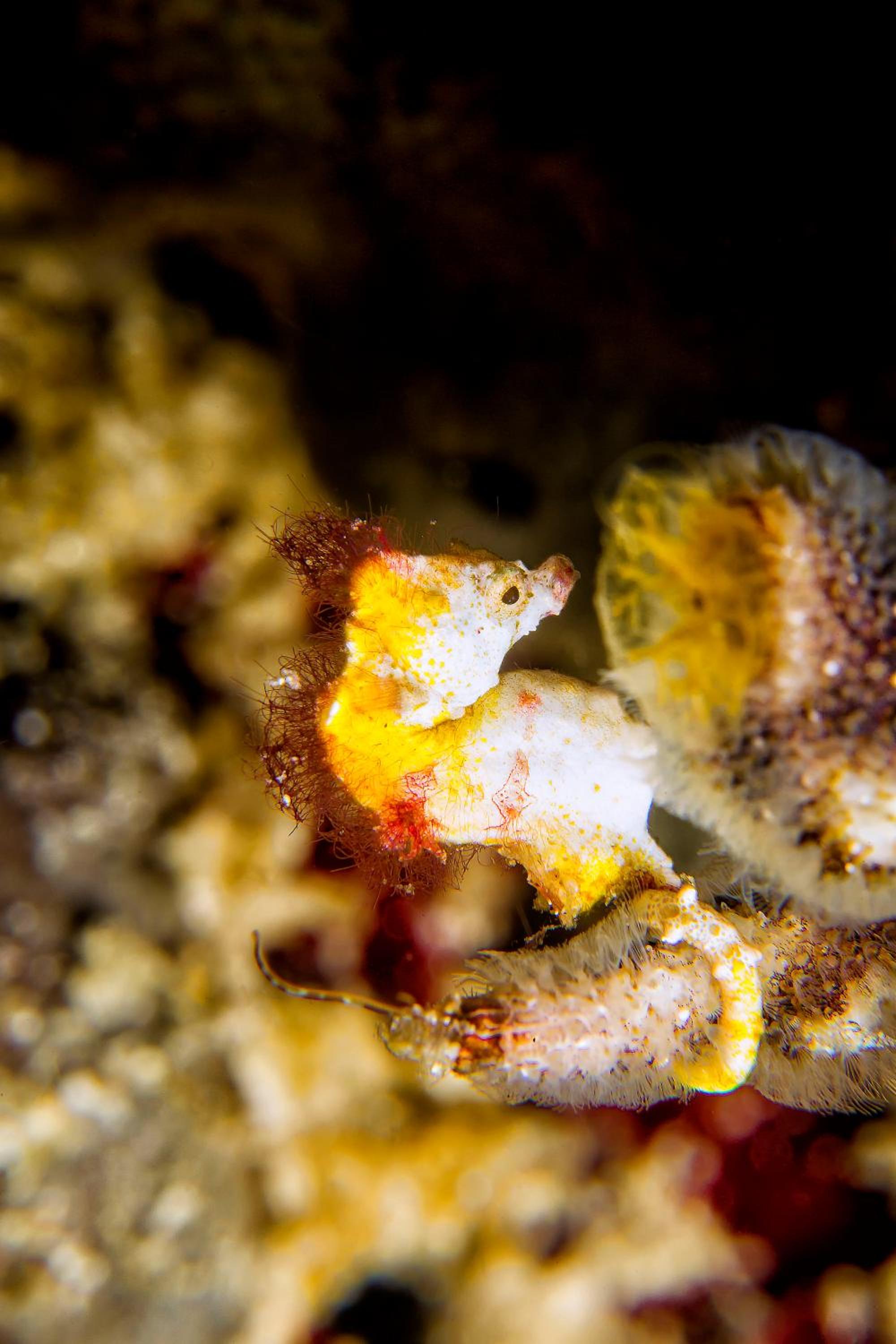 Murex Bangka Dive Resort