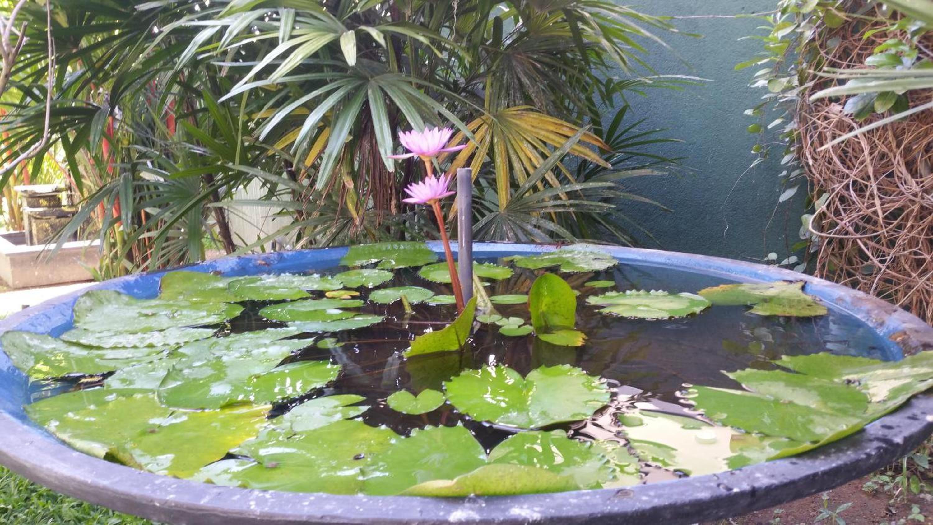 Coral Palm Villa and Apartment