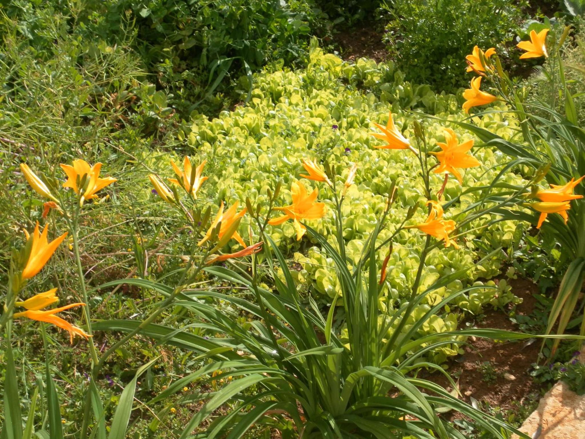 Photo 41