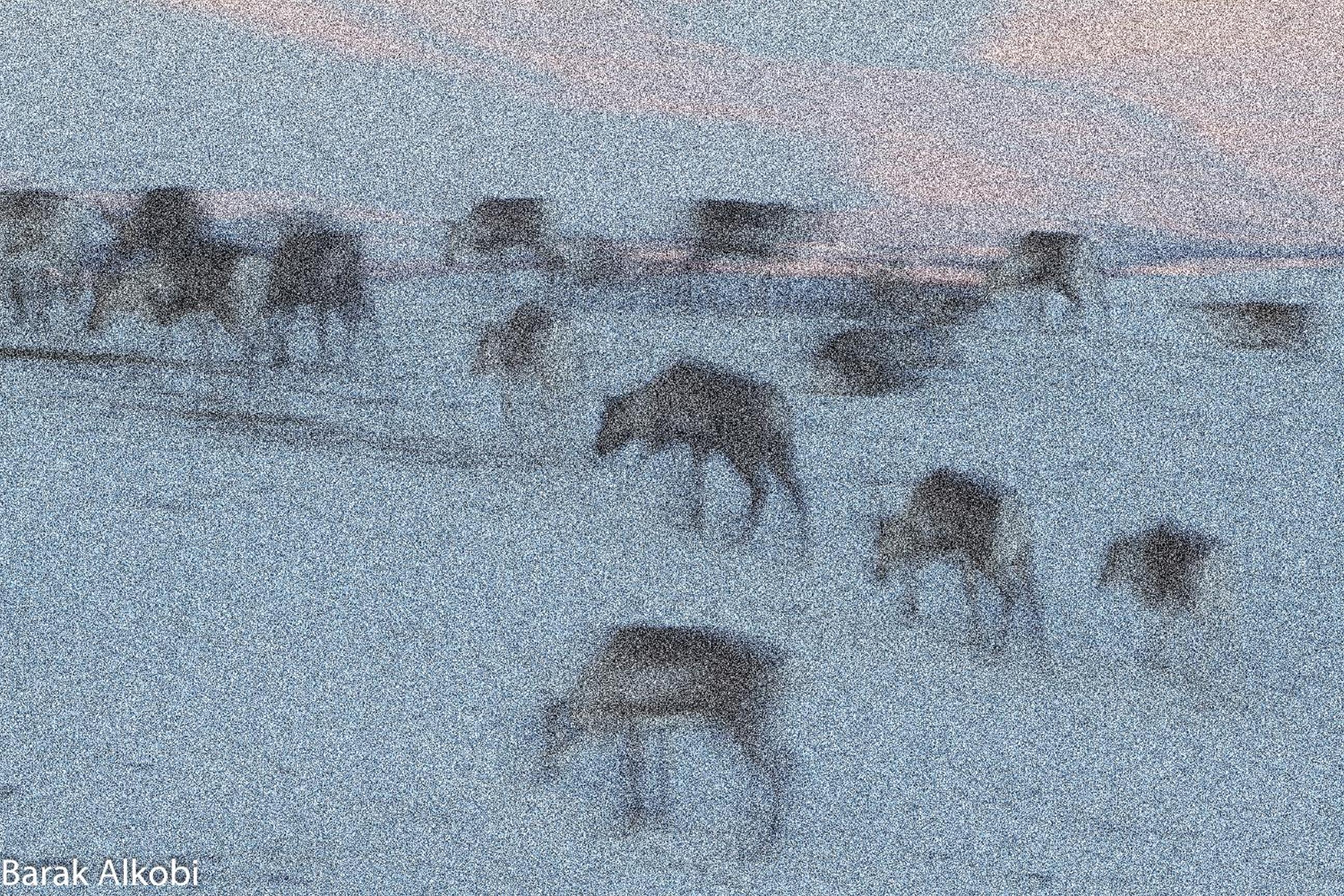 Abisko Guesthouse & Activities