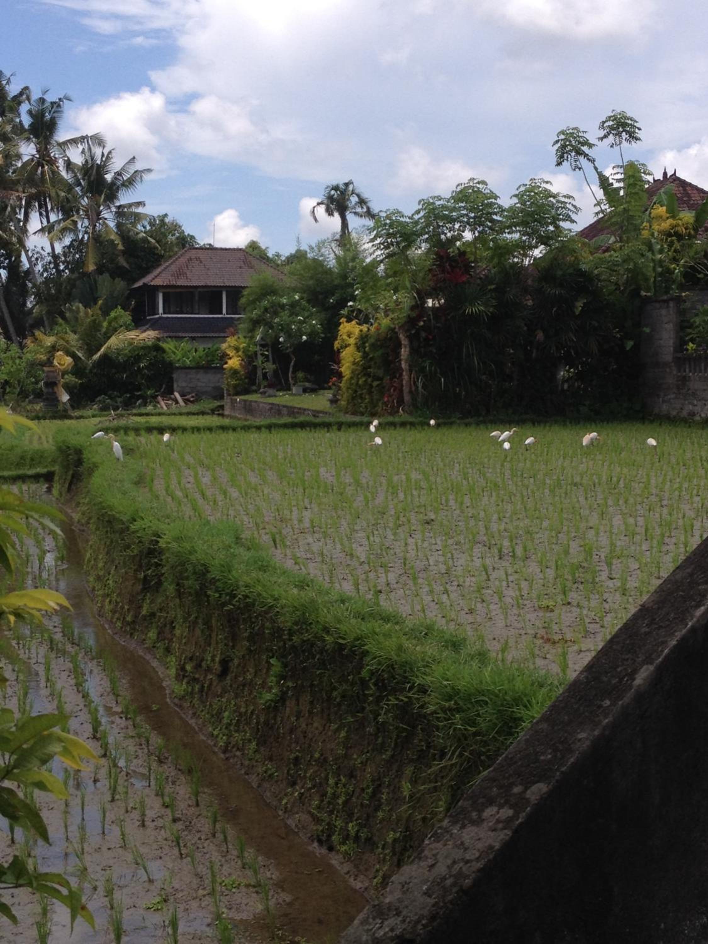 Bali Firefly BnB view 3