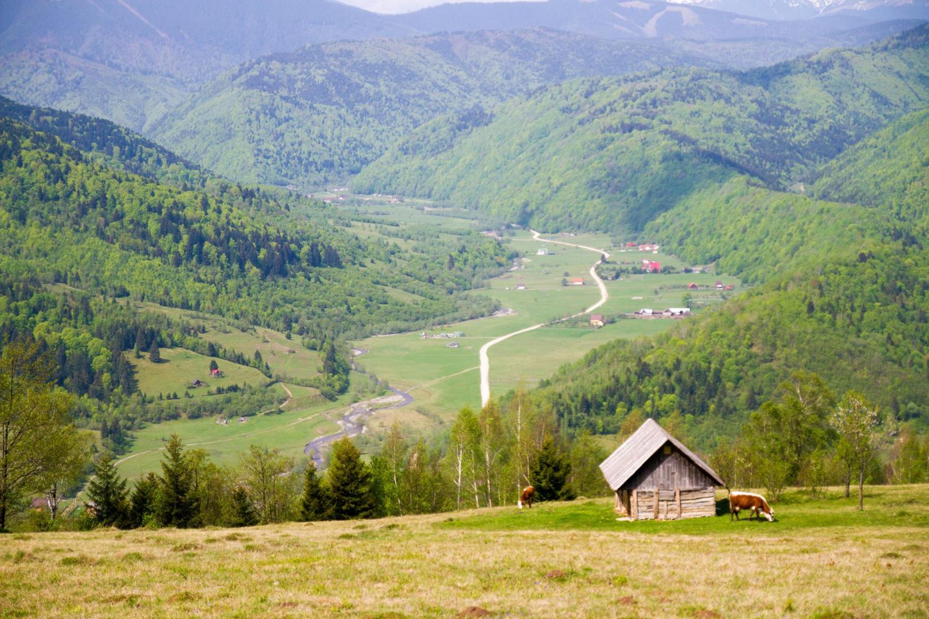 Pensiunea Poiana Viselor
