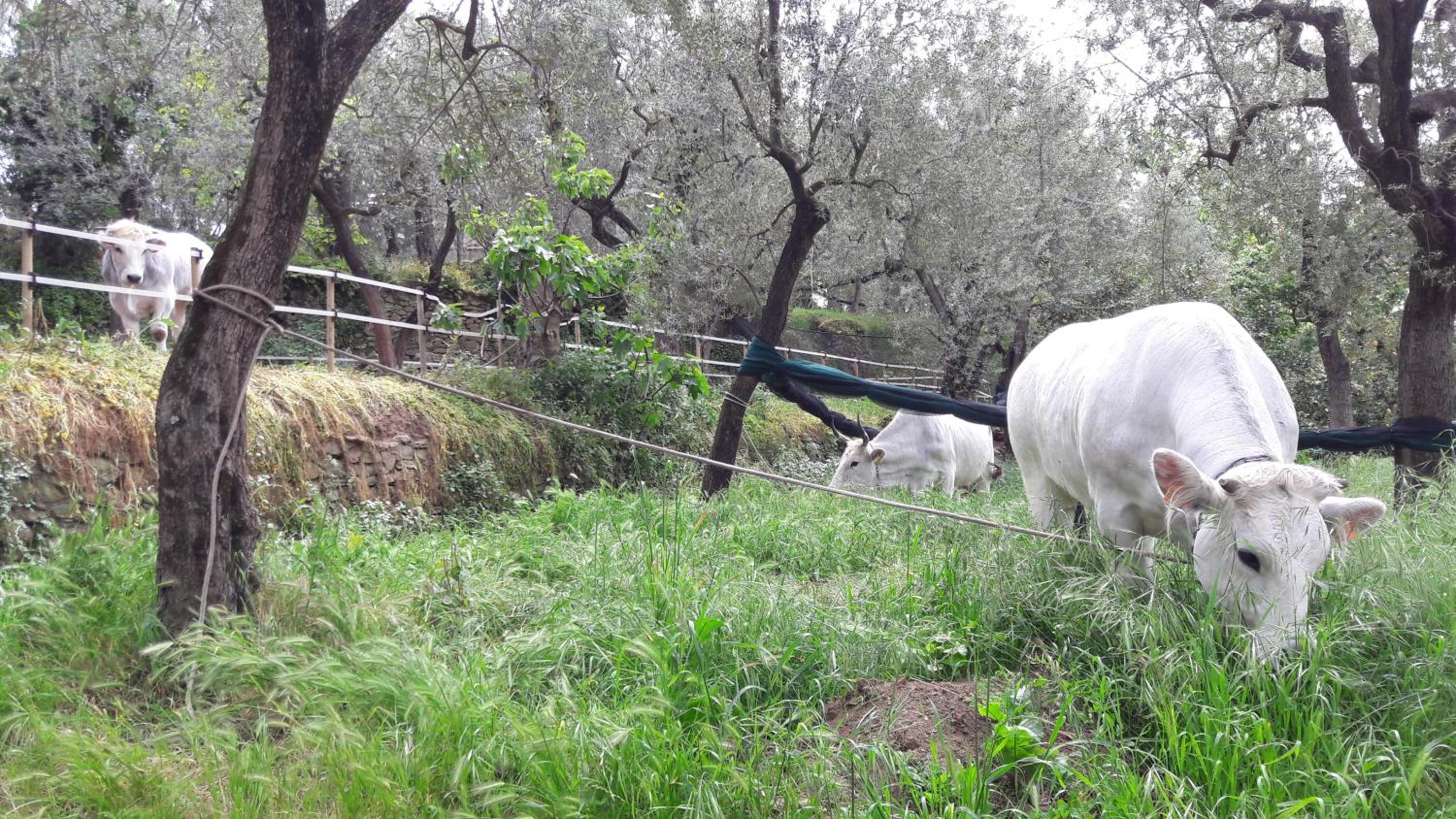 Agriturismo La Lobra
