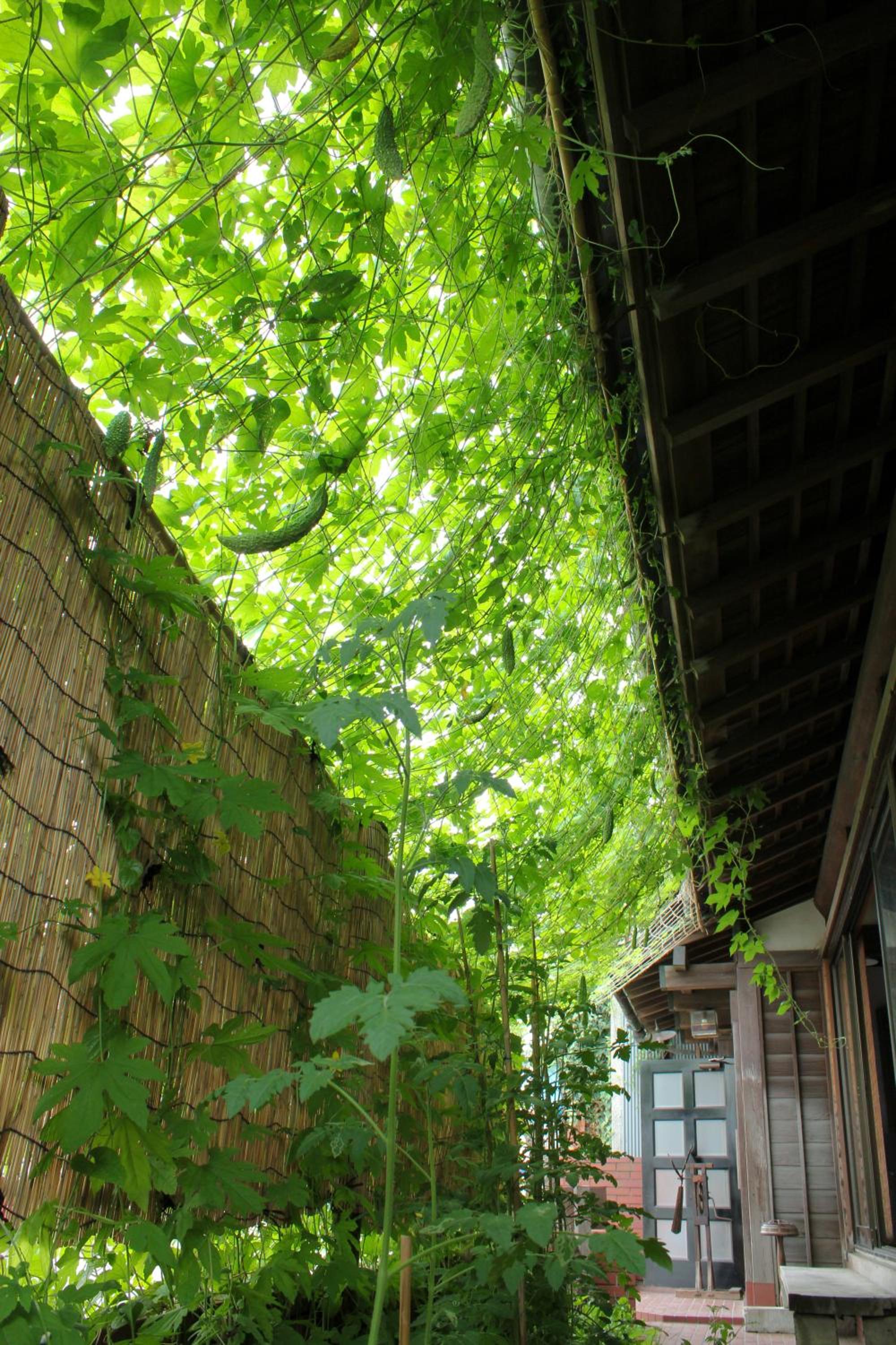 Guest House Kamejikan -turtle time-