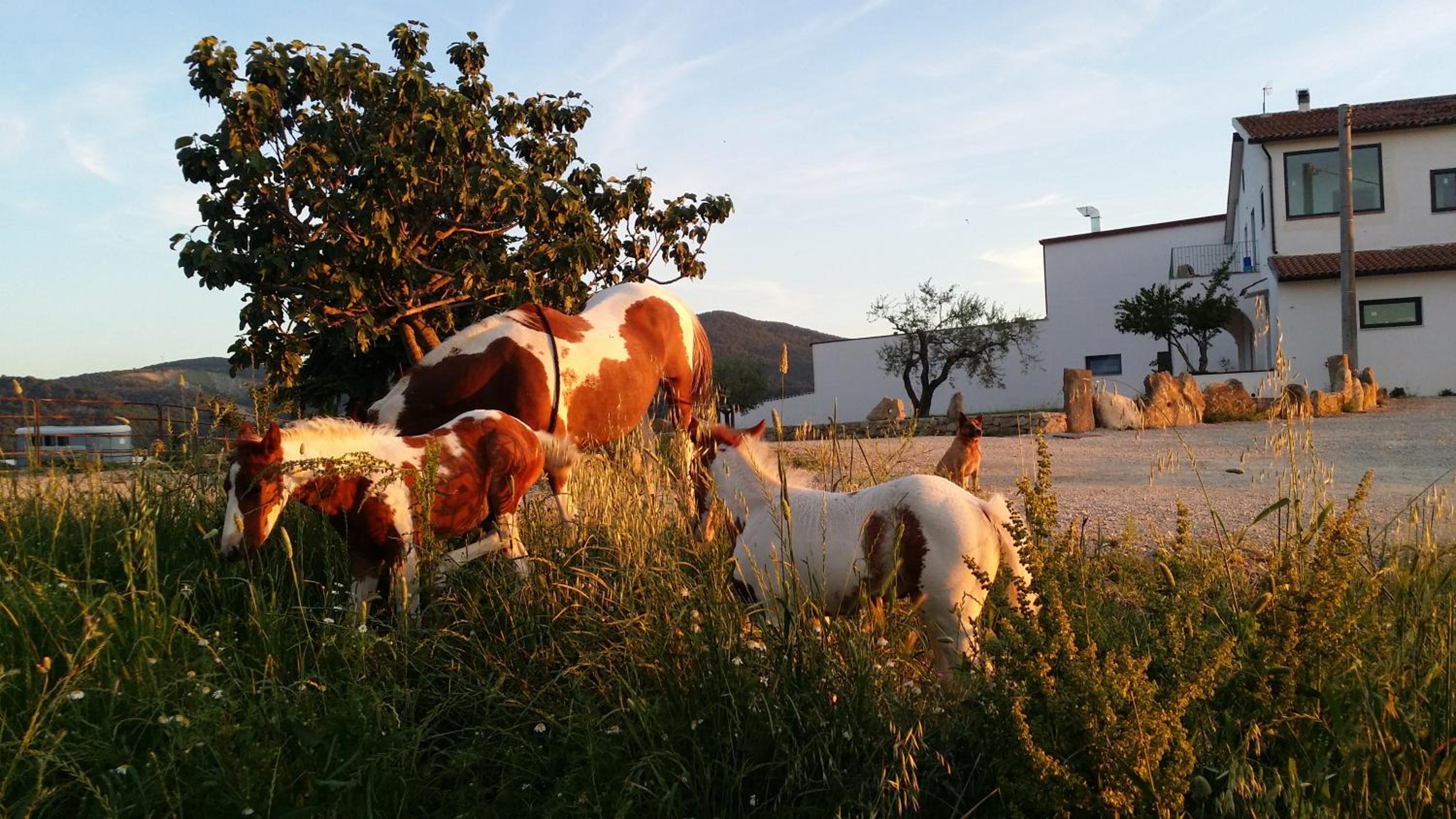 Masseria Straziuso - La Vaccariccia