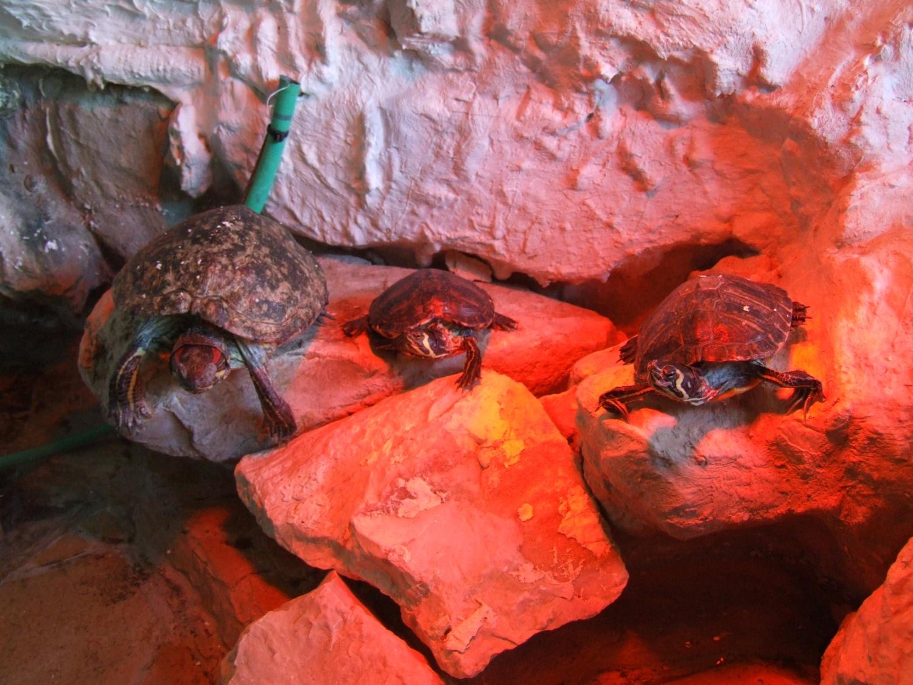 Photo 46