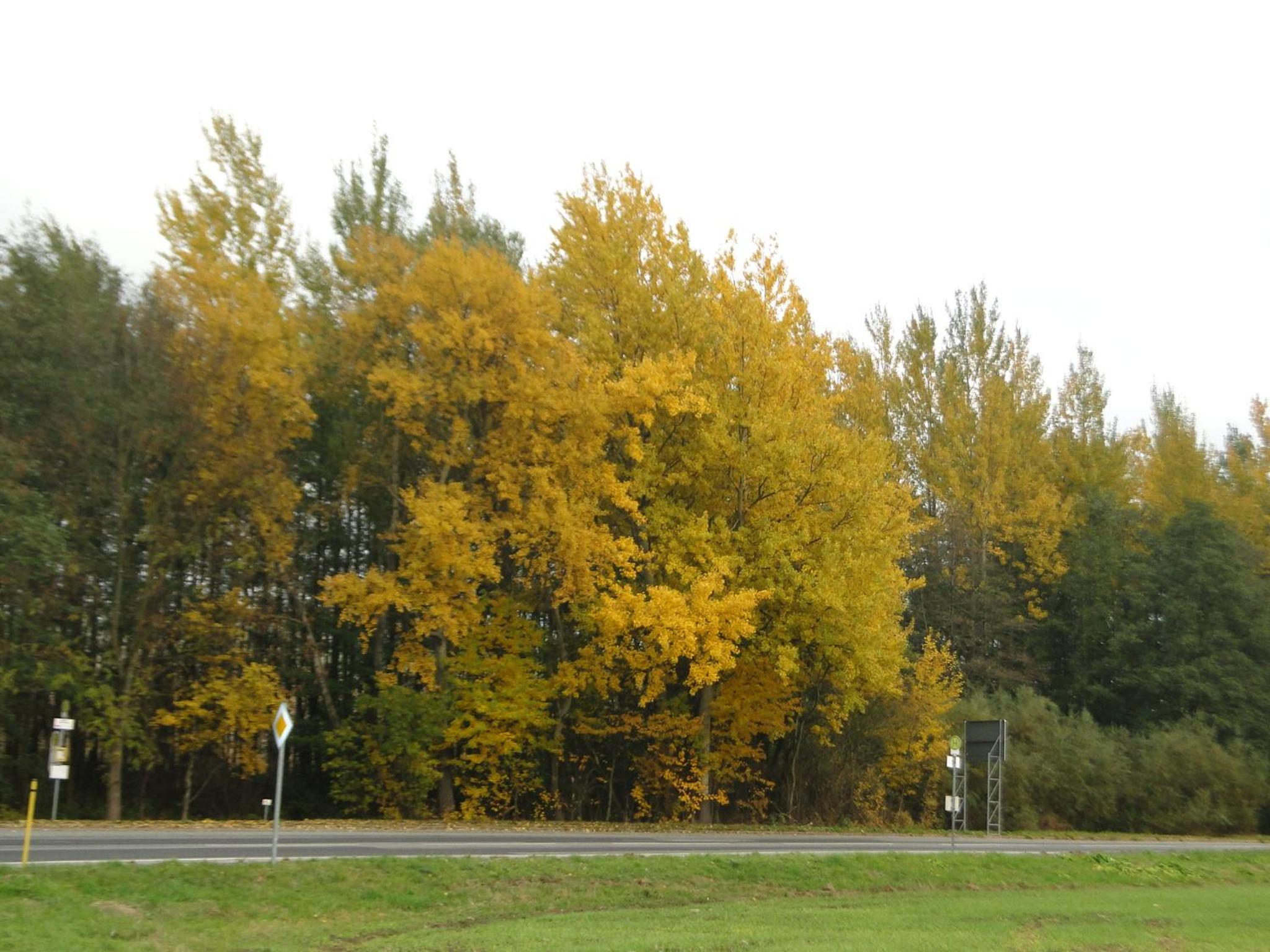 Gaststätte & Pension Jägerwäldchen